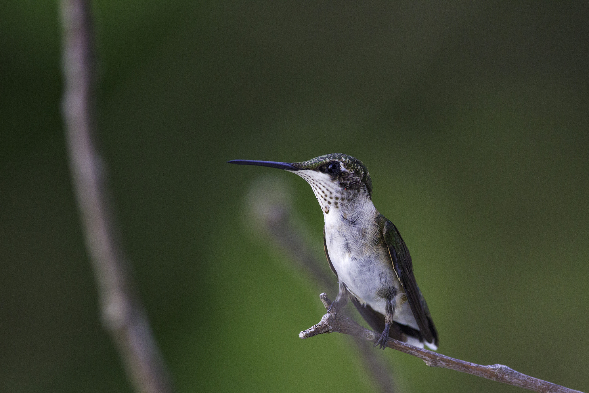 Canon EF 100-400mm F4.5-5.6L IS USM sample photo. Juvenile ruby throated hummingbird photography