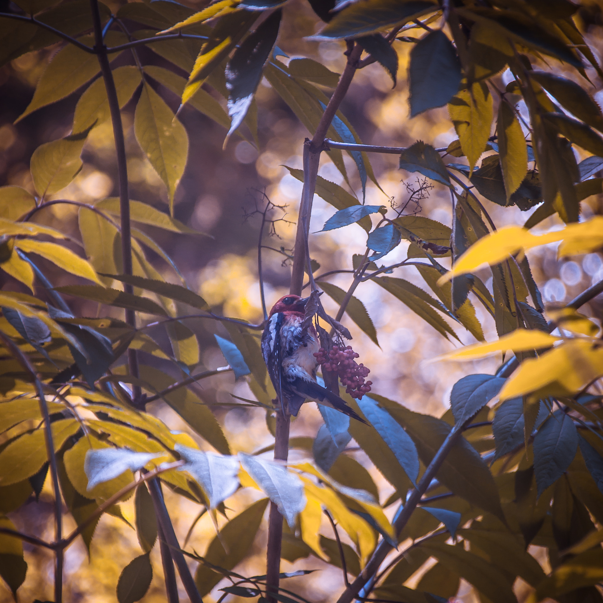 Sigma 28-300mm F3.5-6.3 DG Macro sample photo. Feeding the robin photography