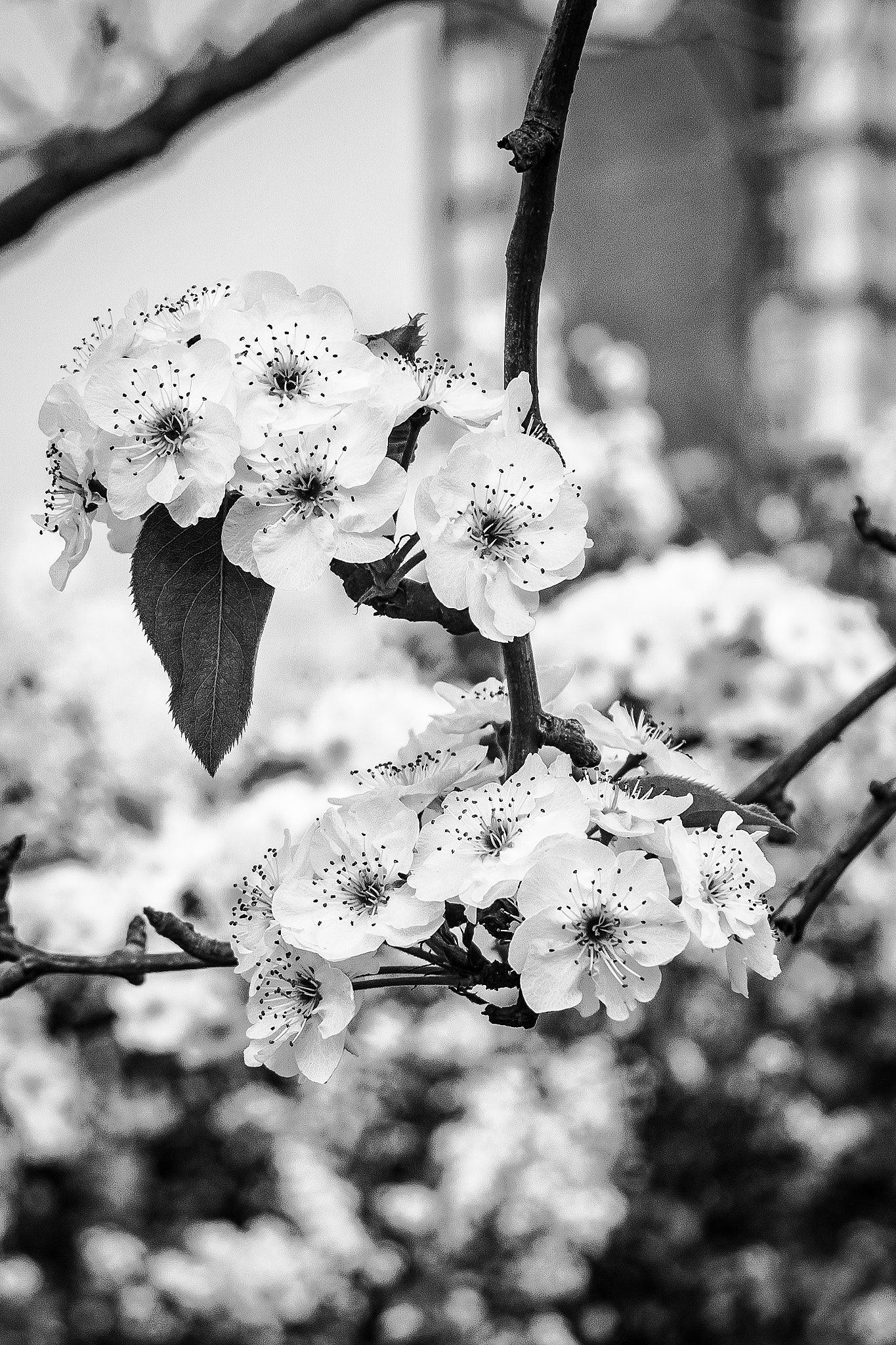 Canon EOS 40D + Canon EF-S 18-200mm F3.5-5.6 IS sample photo. Pear blossom photography