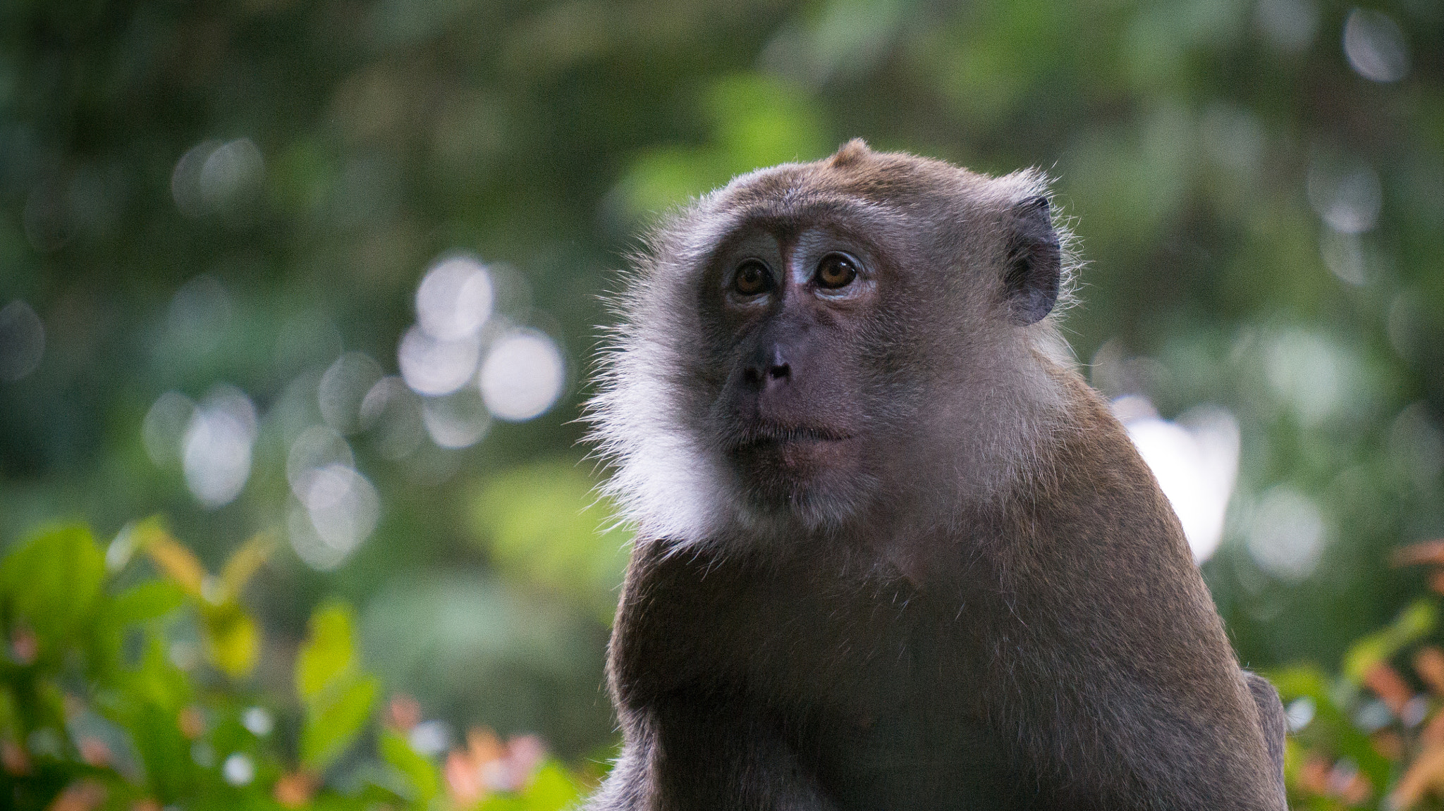 Sony Alpha NEX-3N + Sony E 55-210mm F4.5-6.3 OSS sample photo. Portrait of a monkey photography