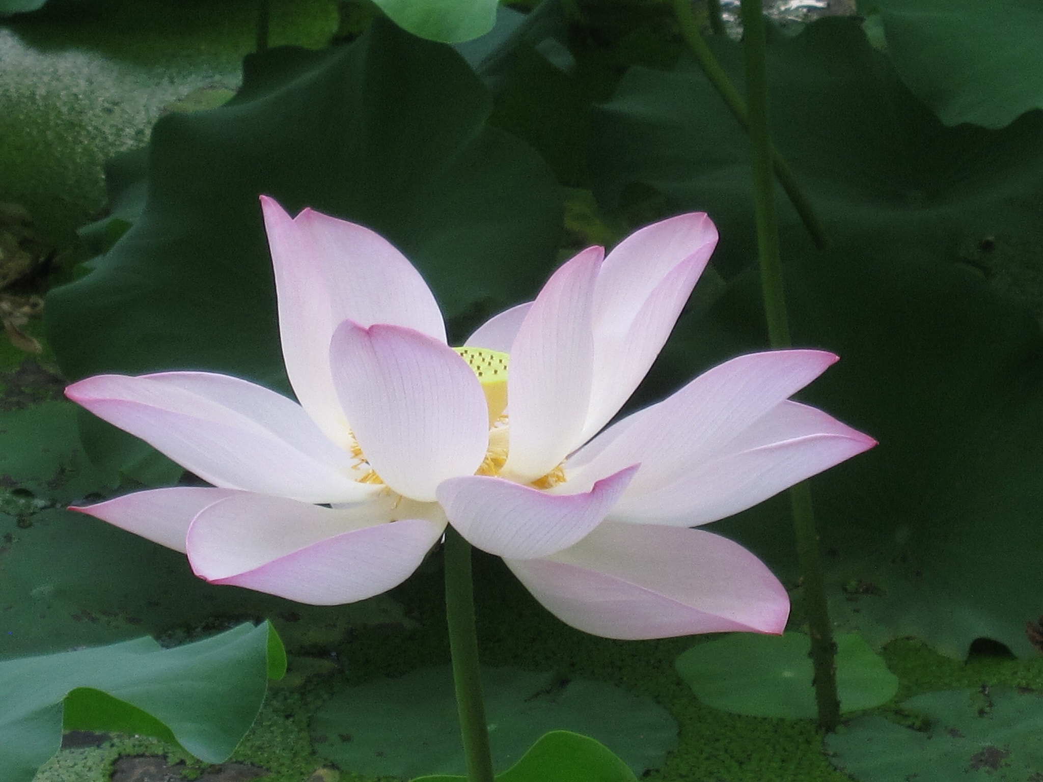 Canon PowerShot SD880 IS (Digital IXUS 870 IS / IXY Digital 920 IS) sample photo. Lotus 荷花 photography