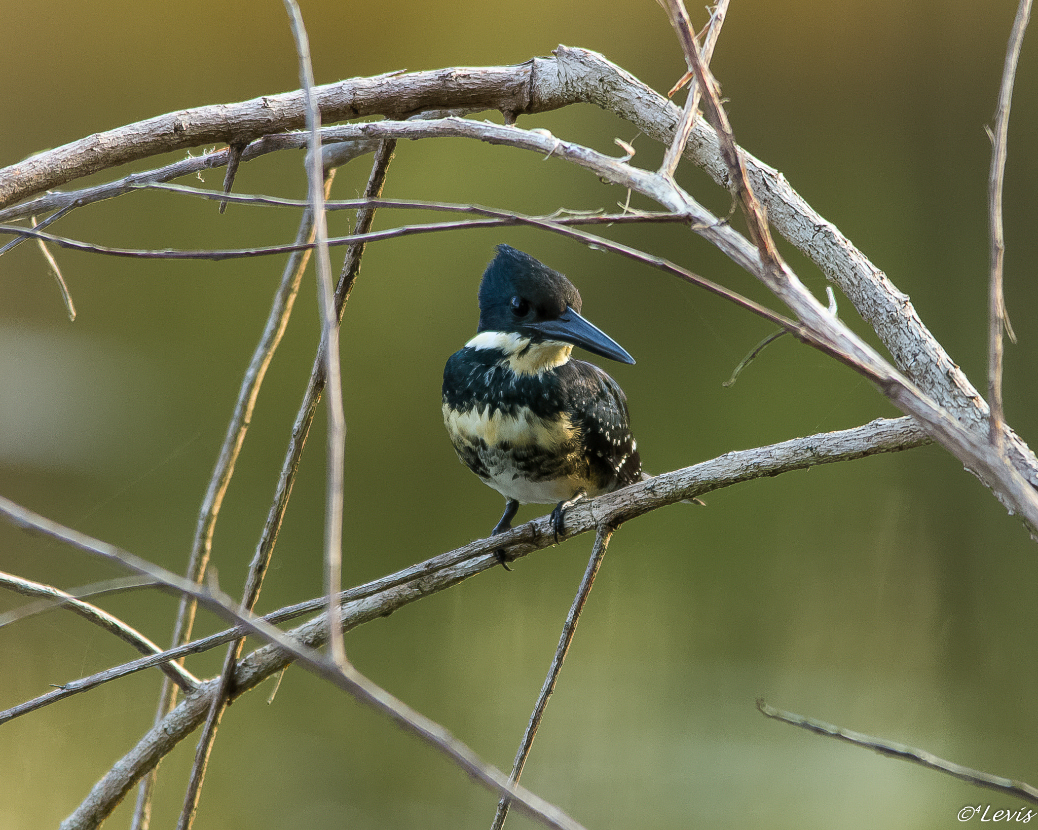 Sigma 150-500mm F5-6.3 DG OS HSM sample photo. Ariramba-grande photography
