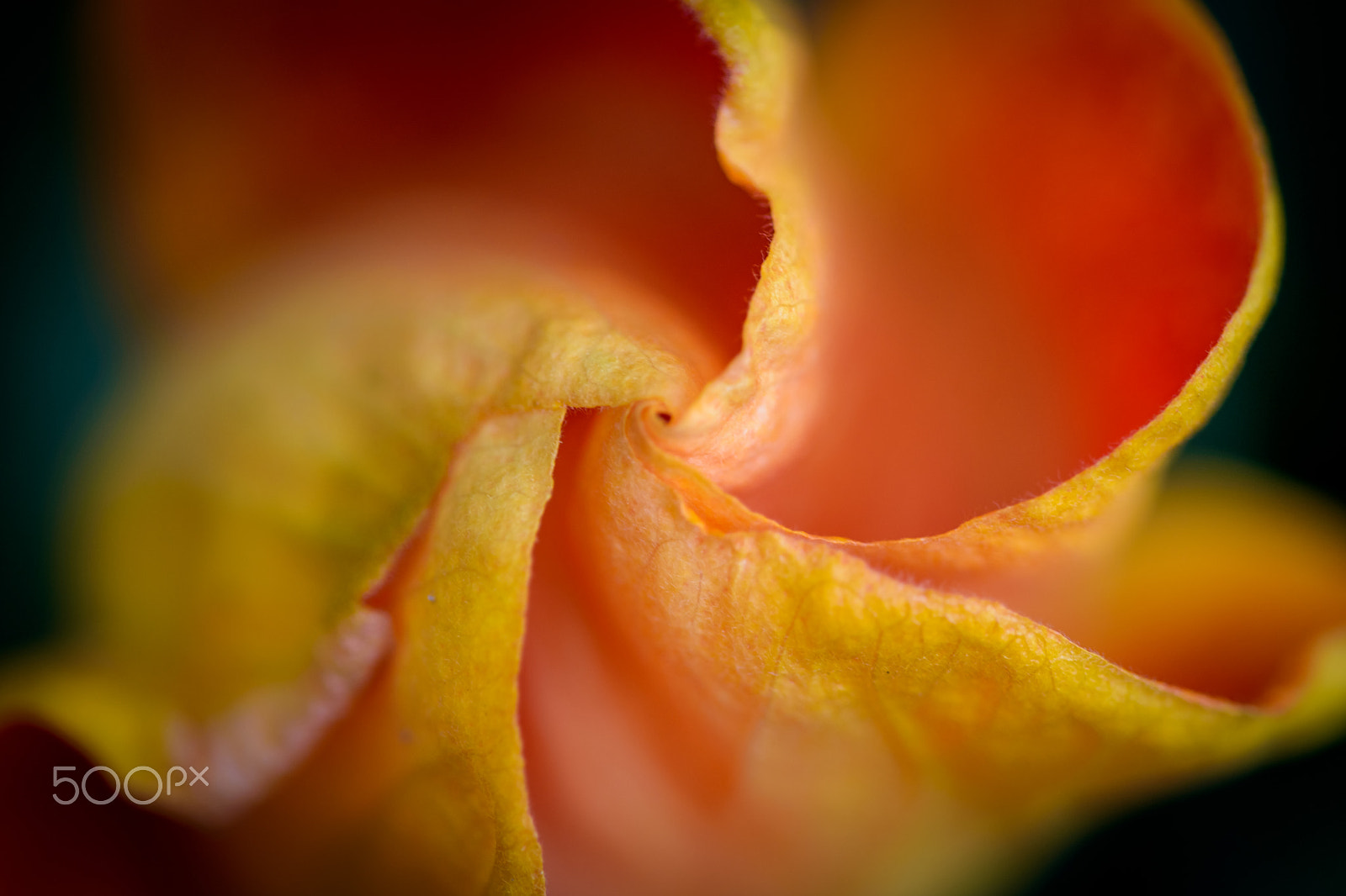 Sigma 150mm F2.8 EX DG Macro HSM sample photo. Spinning photography