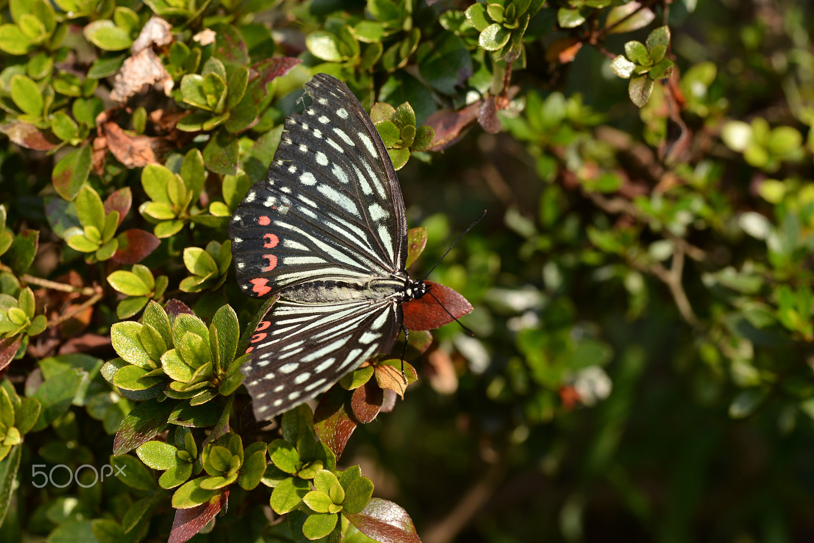 Nikon D600 sample photo. Swallowtail photography