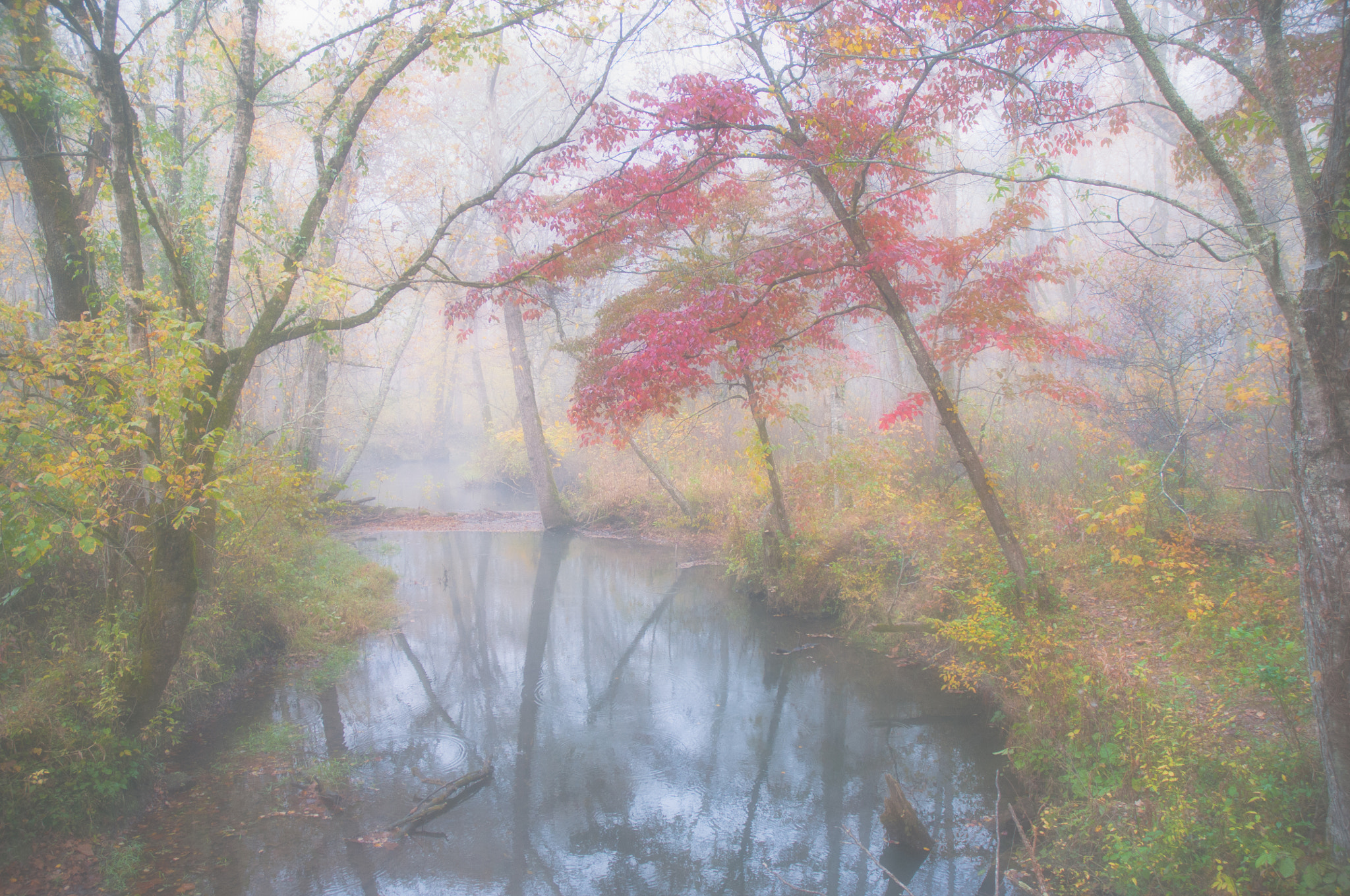 Nikon D300S sample photo. Autumn color in the morning mist photography