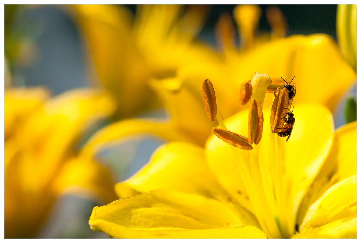 Nikon D2X sample photo