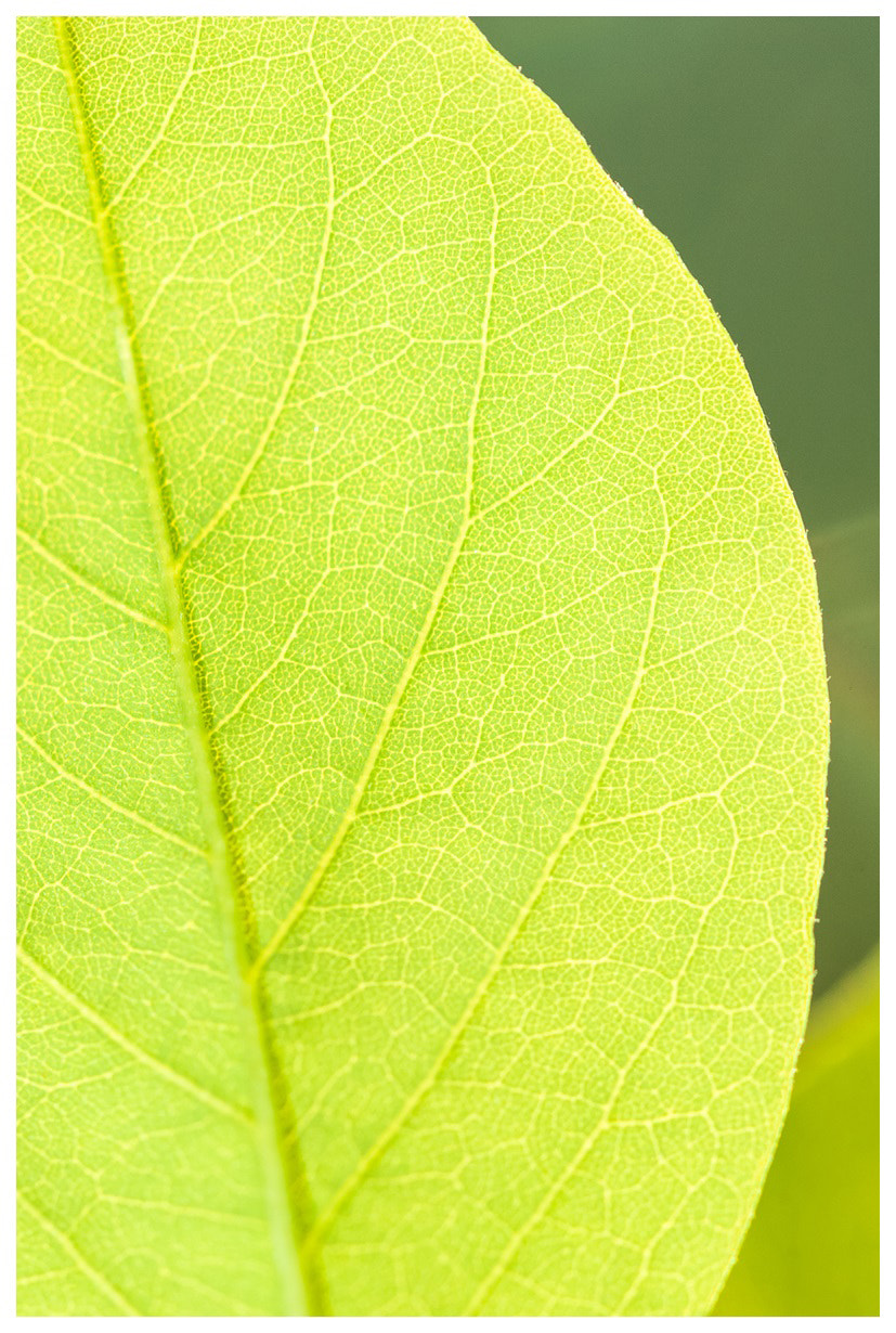 Nikon D2X sample photo