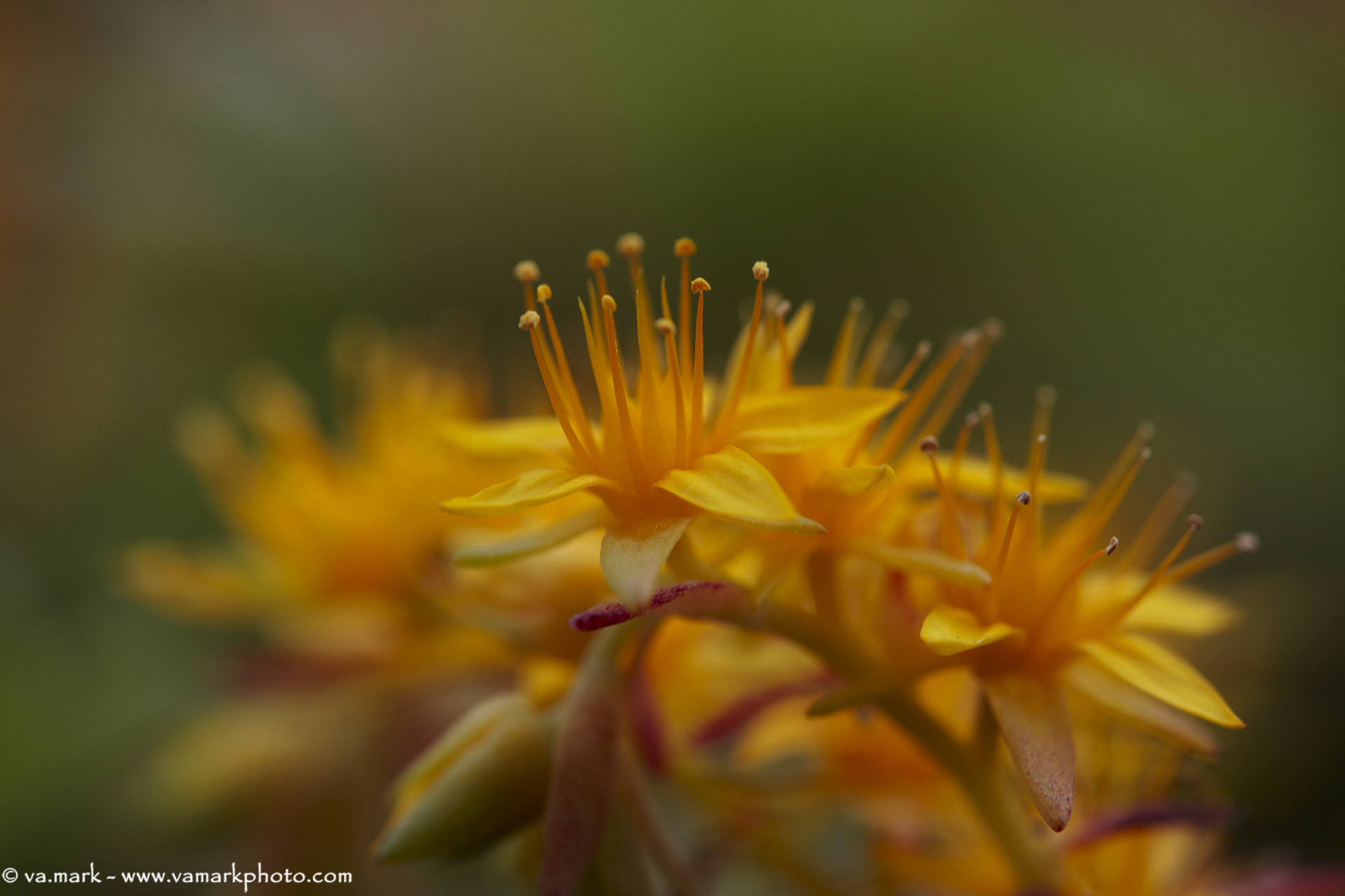 Canon EF 180mm F3.5L Macro USM sample photo. Yellow photography