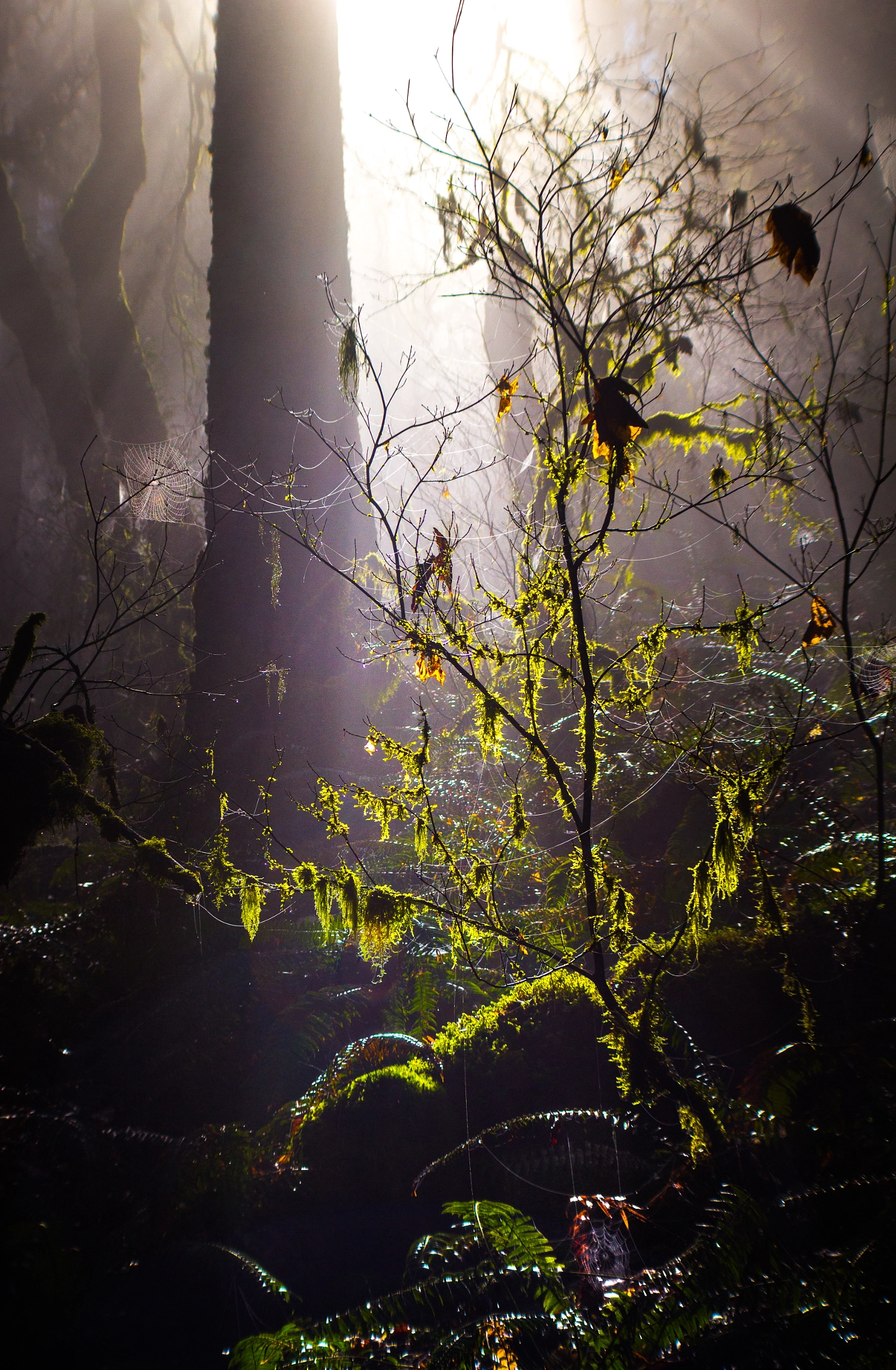 Canon EF-S 18-55mm F3.5-5.6 II sample photo. Glowing moss photography