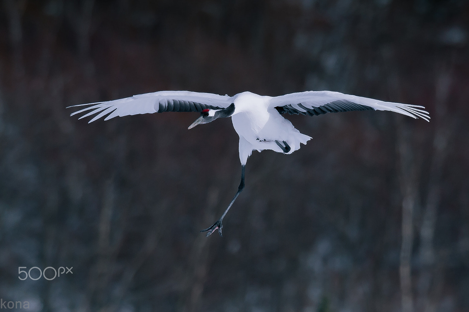 Nikon AF-S Nikkor 400mm F2.8G ED VR II sample photo. Tantyou photography