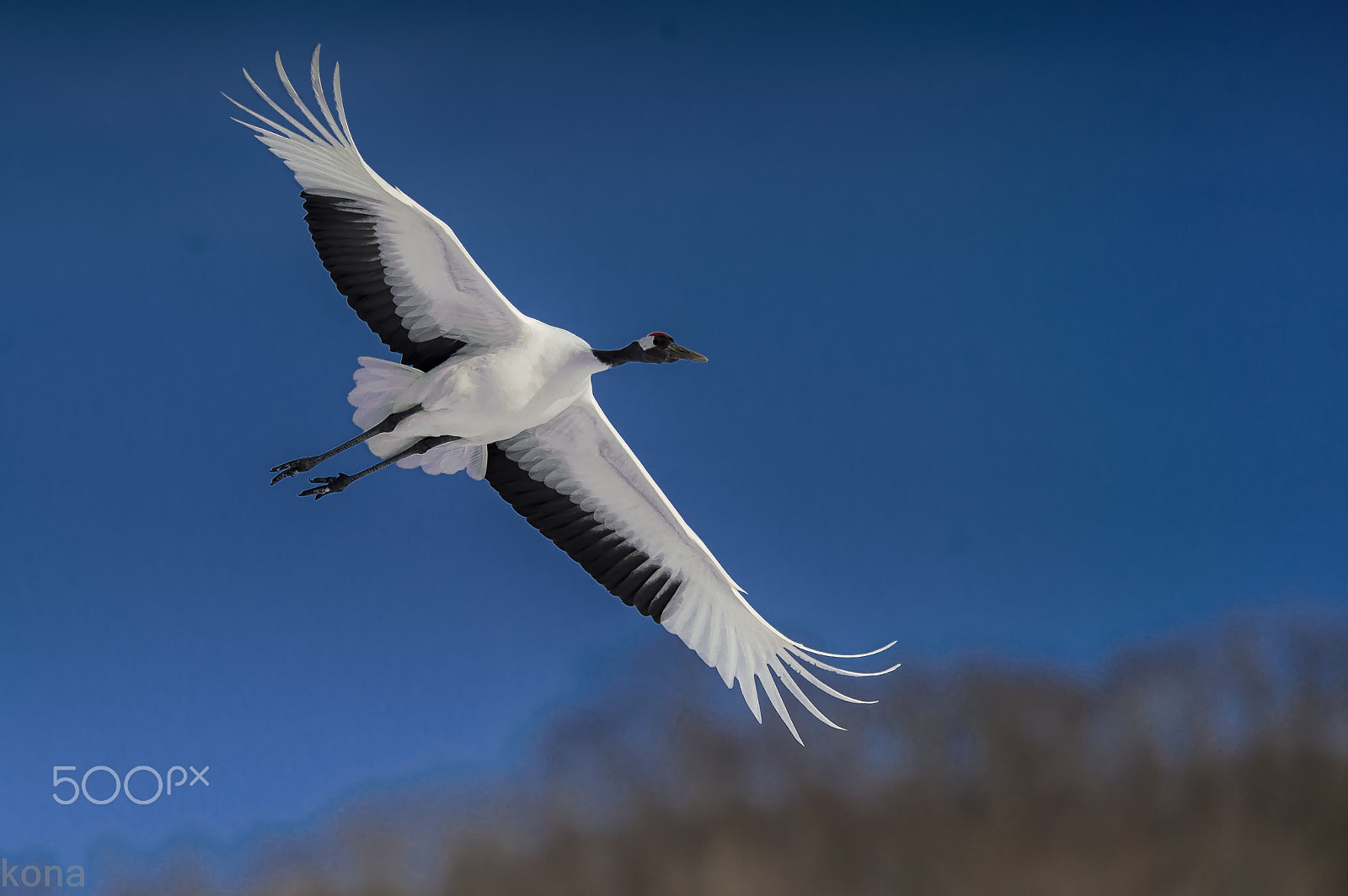 Nikon AF-S Nikkor 400mm F2.8G ED VR II sample photo. Tantyou photography