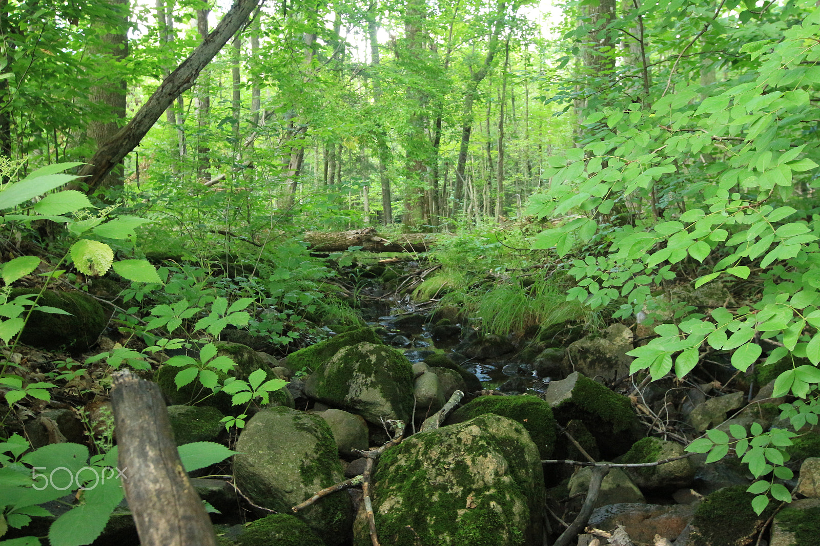 Canon EF 16-35mm F2.8L II USM sample photo. Small creek through the woods photography
