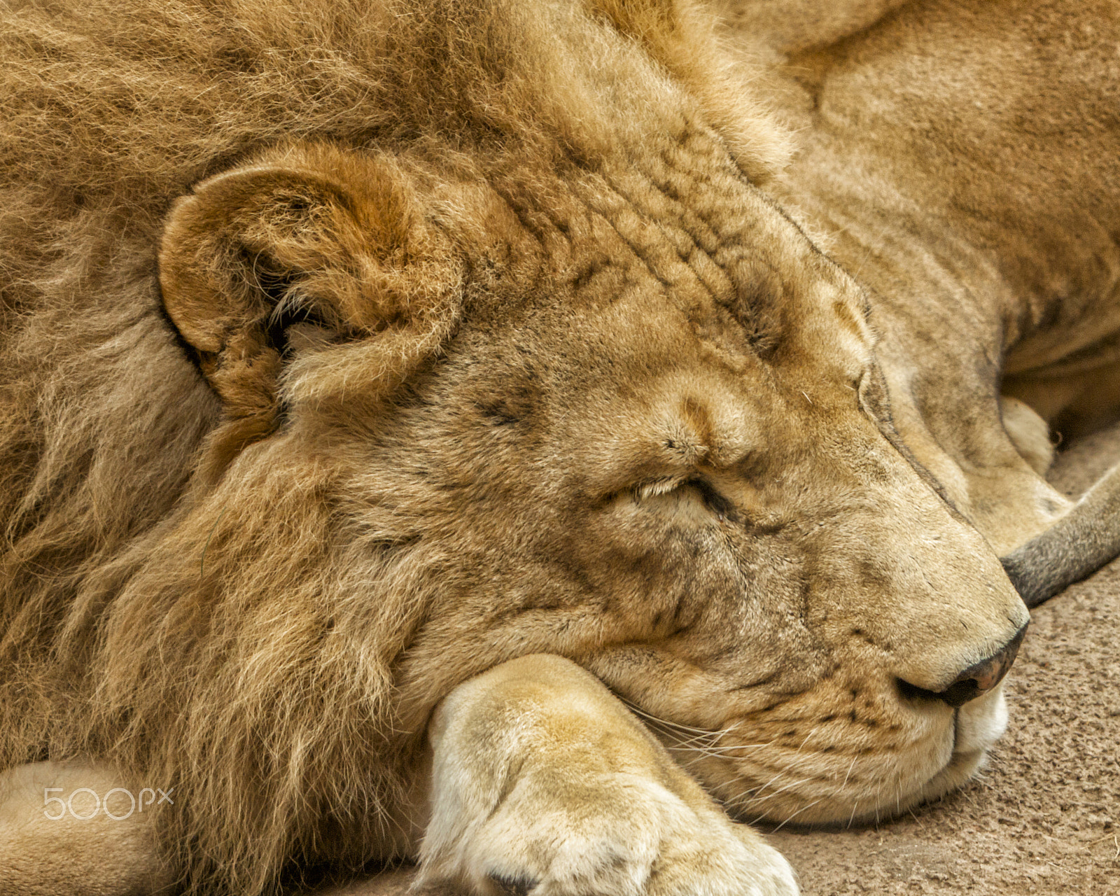 Canon EF 70-200mm F2.8L IS USM sample photo. The lion sleeps photography