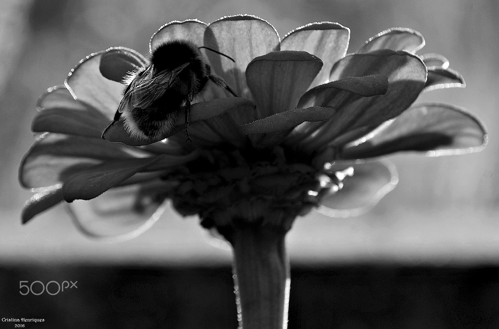 Nikon D40X sample photo. Illusion .... photography