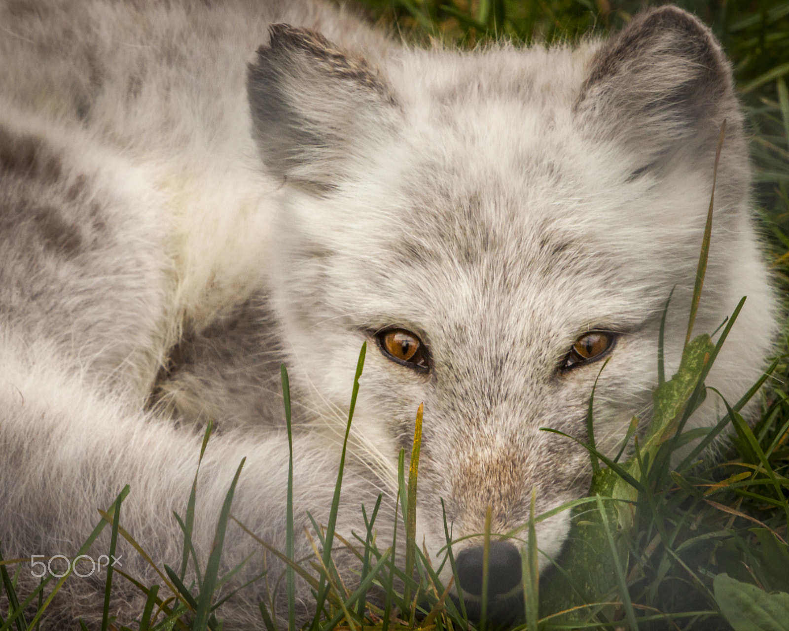 Canon EF 70-200mm F2.8L IS USM sample photo. White fox photography