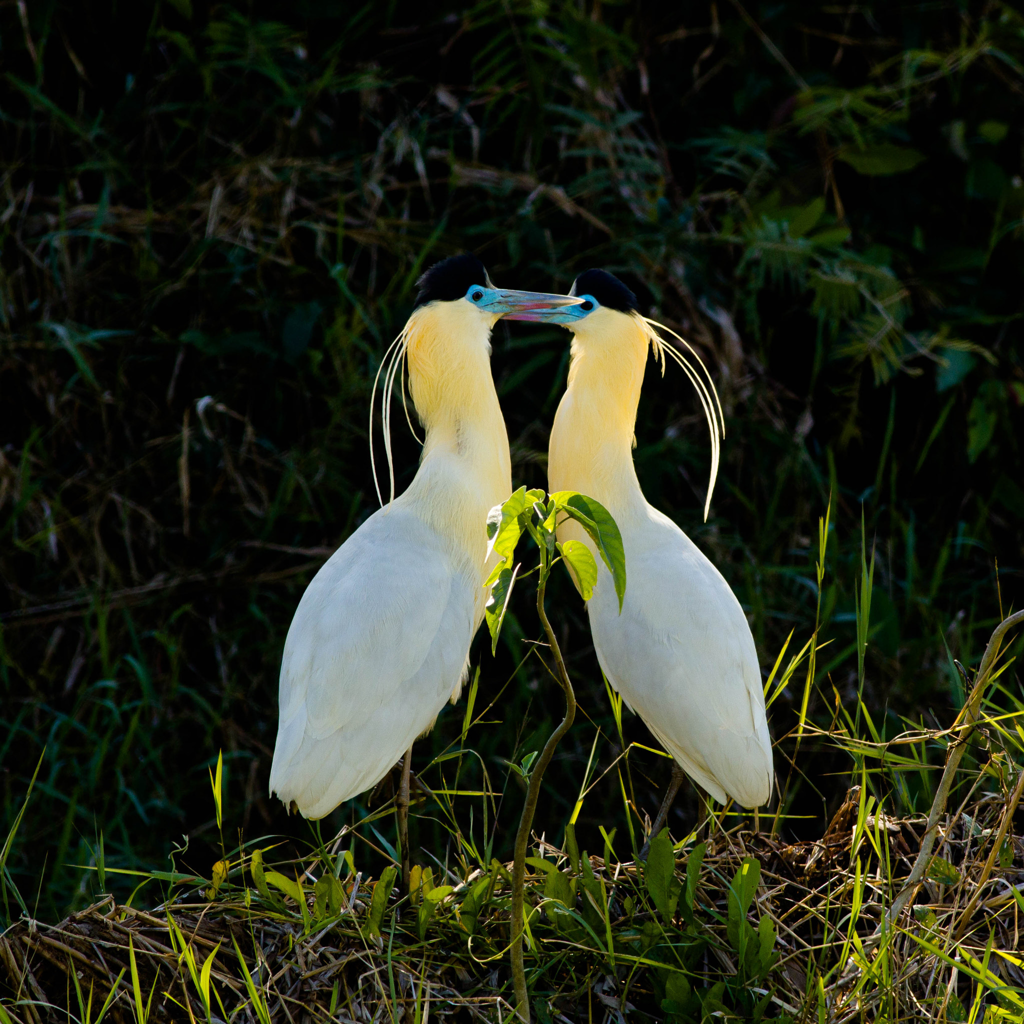 Canon EOS 550D (EOS Rebel T2i / EOS Kiss X4) + Canon EF 400mm F5.6L USM sample photo. Pilherodius pileatus photography