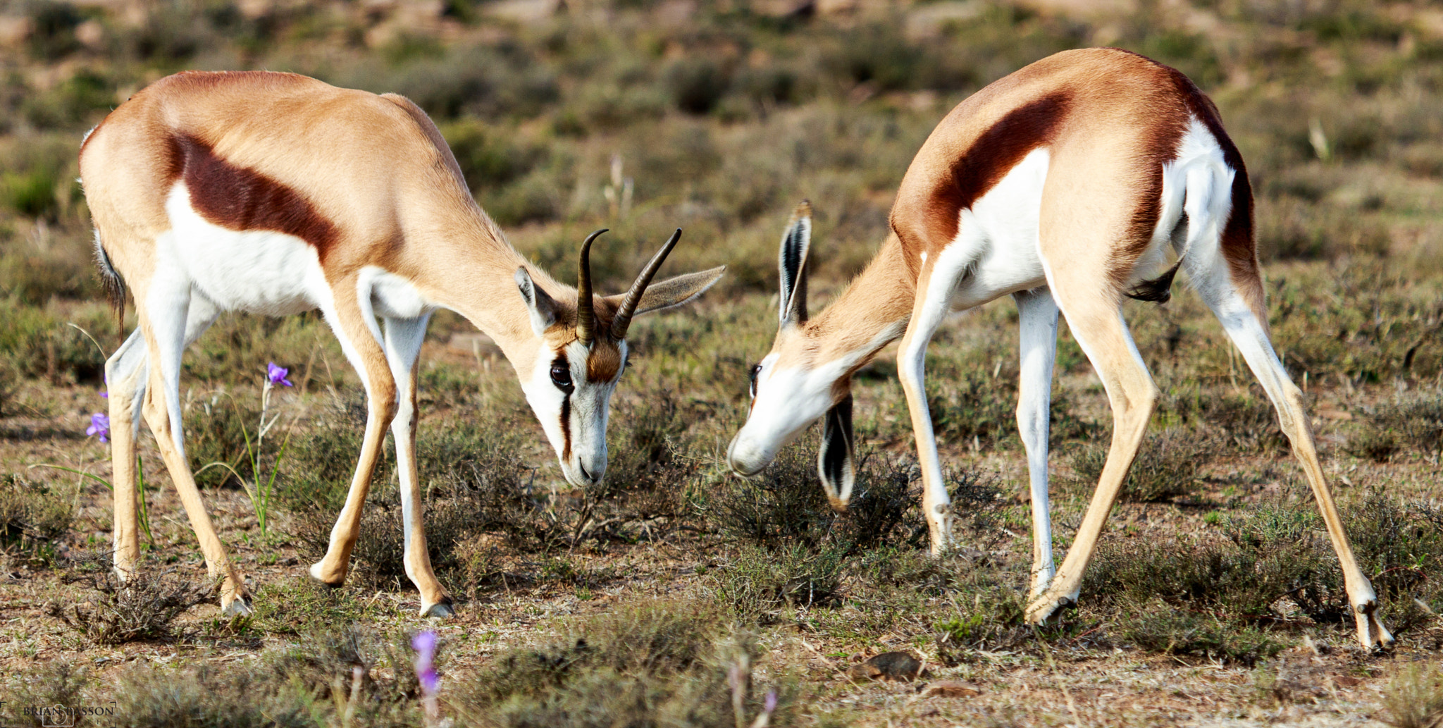 Canon EOS 7D Mark II + Canon EF 100-400mm F4.5-5.6L IS USM sample photo. Springbok greeting photography