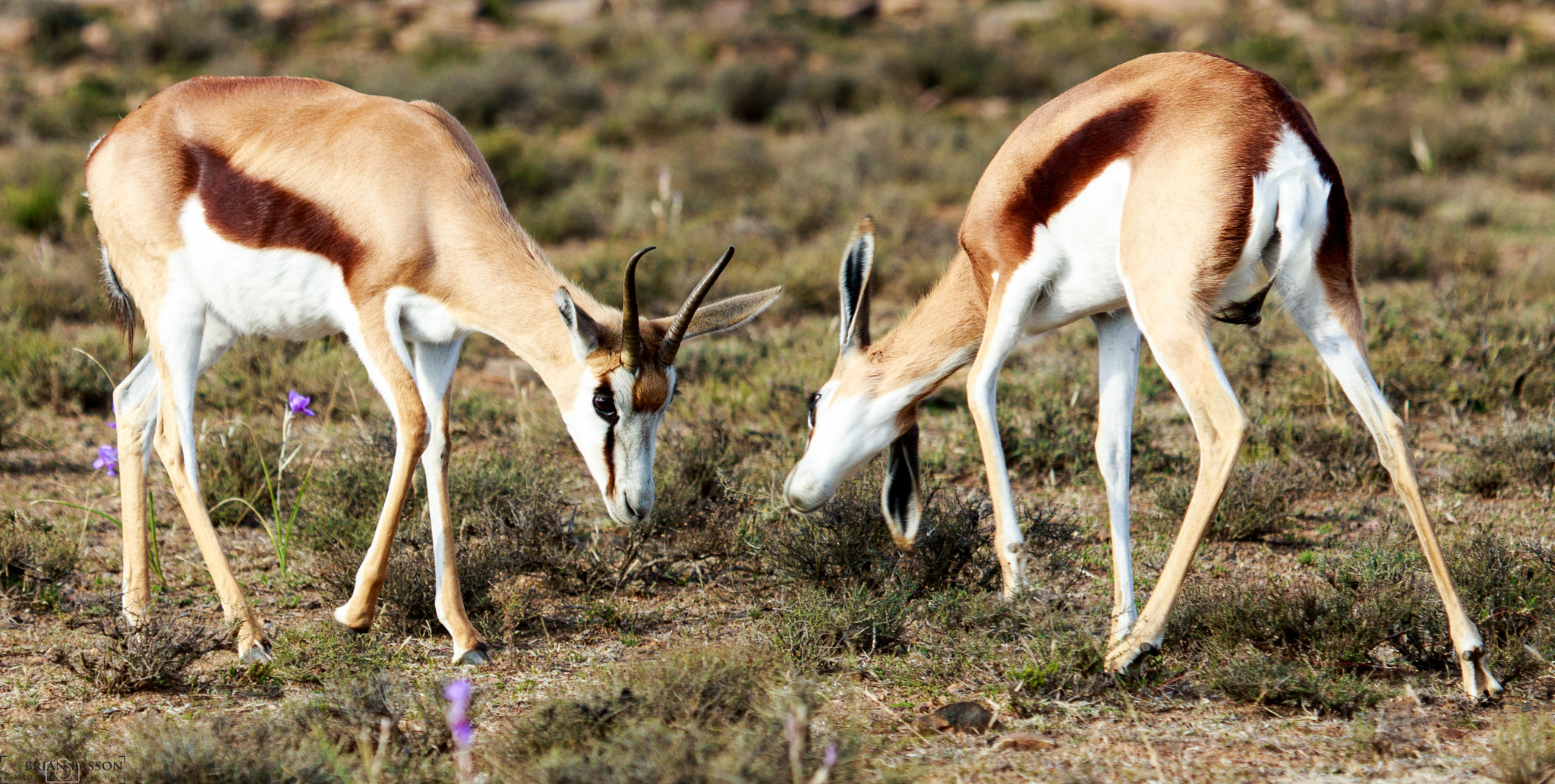 Canon EF 100-400mm F4.5-5.6L IS USM sample photo. Springbok greeting photography