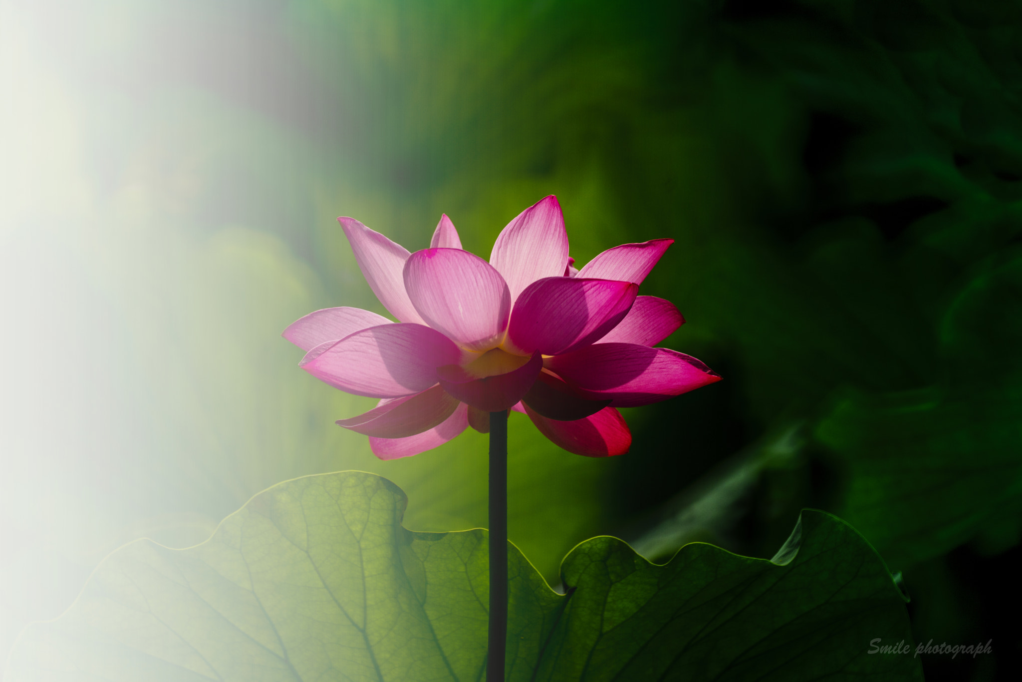 Sony 500mm F8 Reflex sample photo