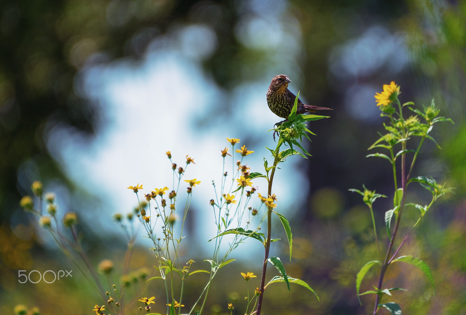 Fujifilm XF 100-400mm F4.5-5.6 R LM OIS WR sample photo. Female redwing blackbird photography
