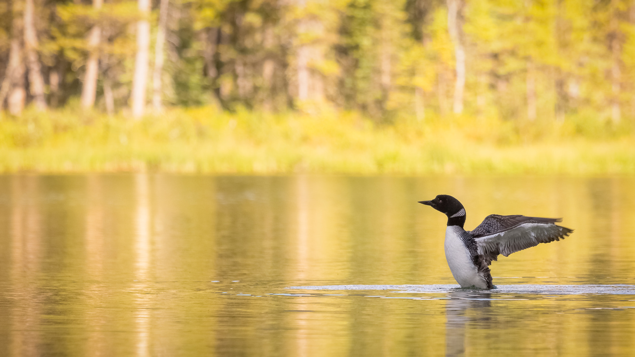 Canon EF 100-400mm F4.5-5.6L IS USM sample photo. Golden loon photography