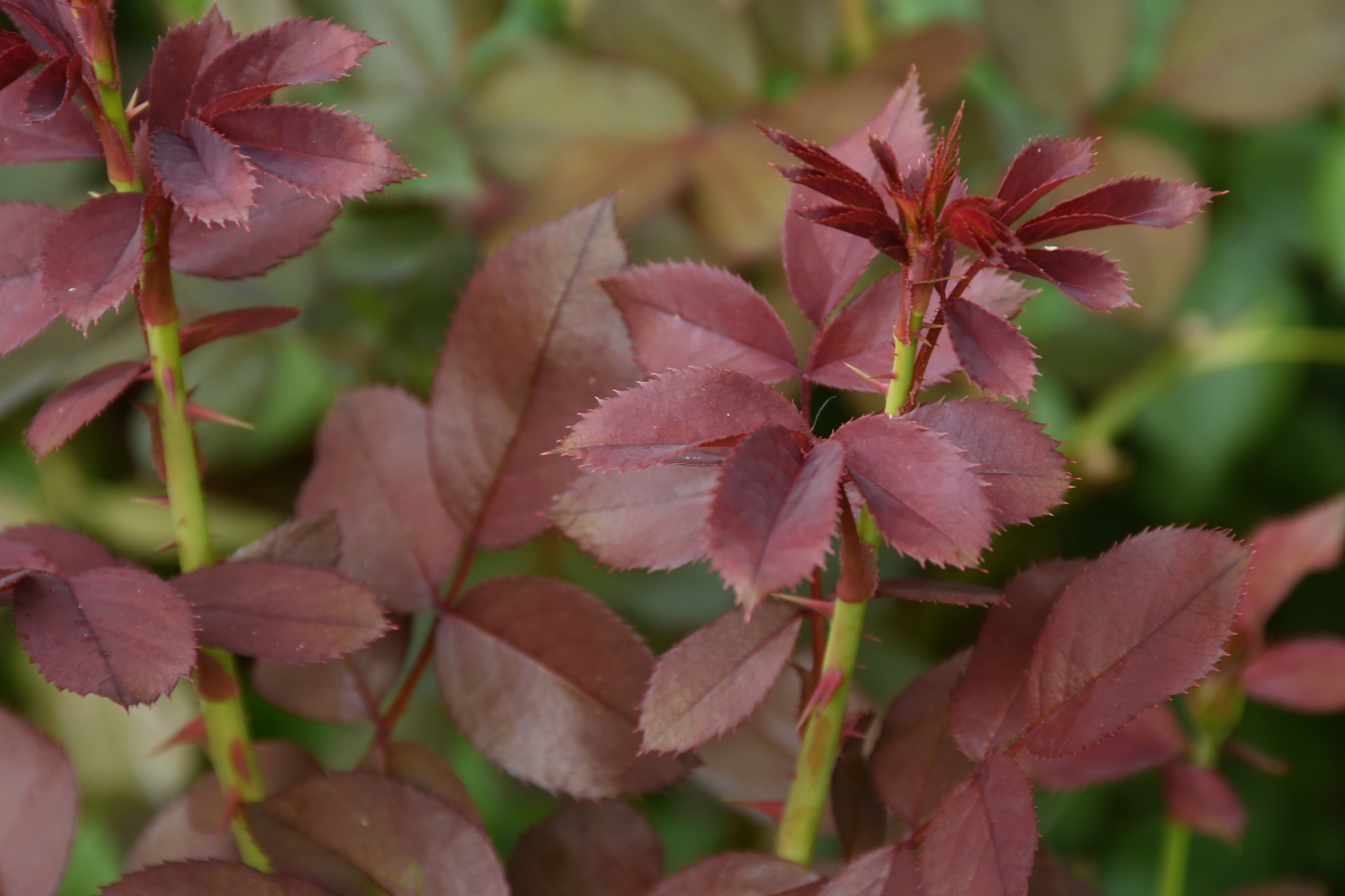 Nikon D500 sample photo. New growth photography