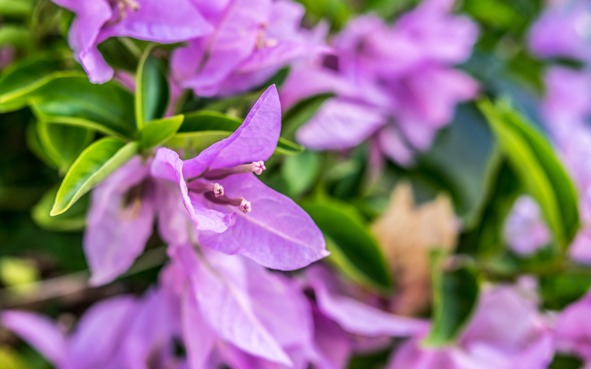 Panasonic Lumix DMC-GH4 + .64x Metabones 18-35/1.8 sample photo. Tropical flowers photography