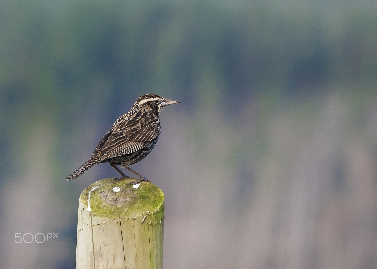 Canon EOS 5D + Canon EF 300mm F4L IS USM sample photo. Loica hembra. photography