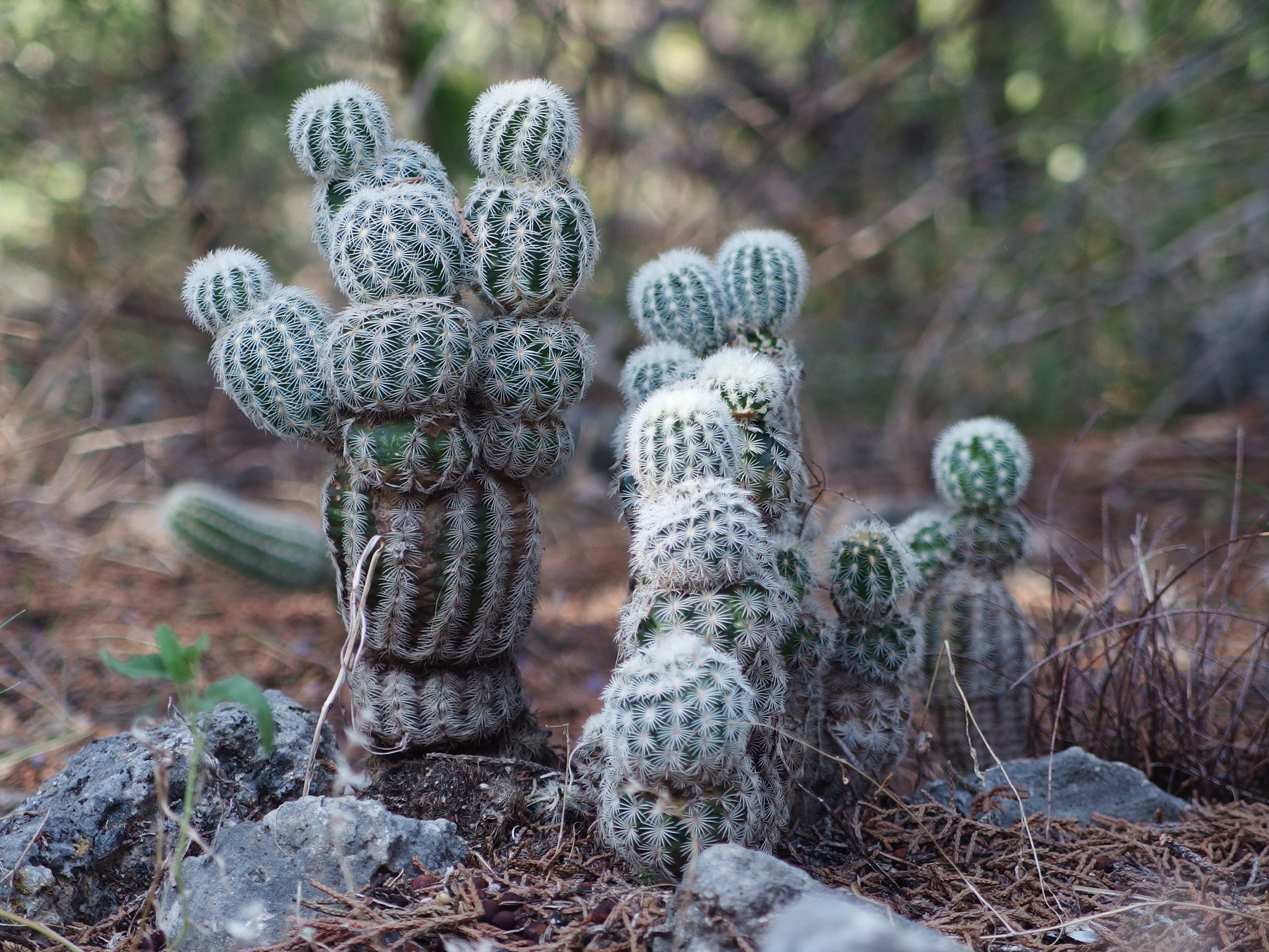 PENTAX RICOH IMAGING PENTAX MX-1 sample photo. Cactus photography