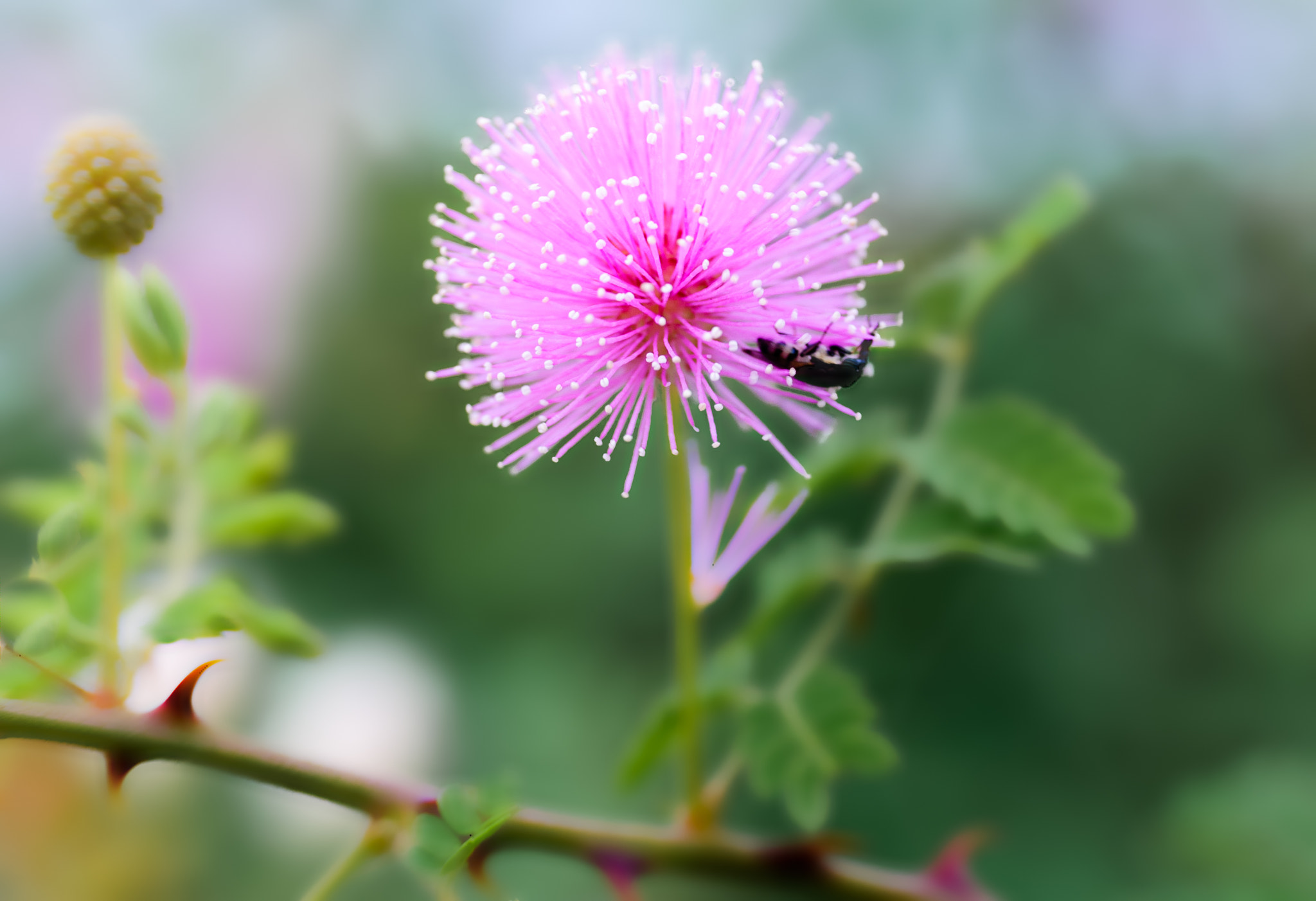 Nikon D40X sample photo. Pink bloom photography