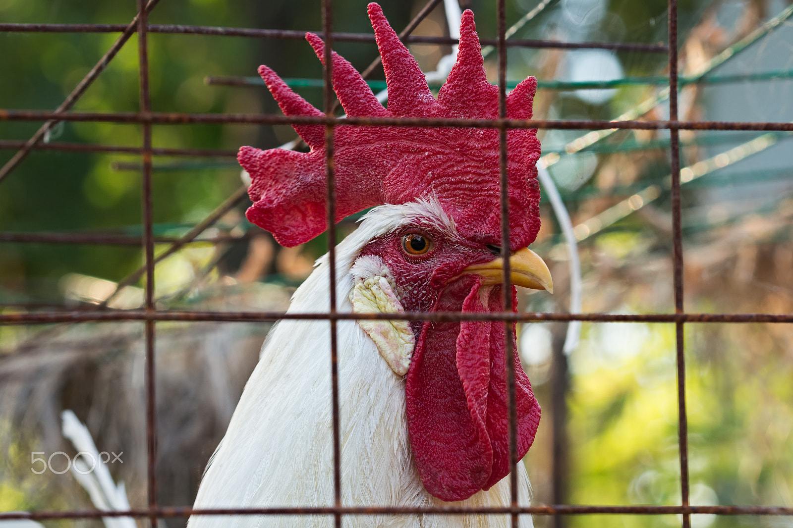 Canon EOS 650D (EOS Rebel T4i / EOS Kiss X6i) + Canon EF 100mm F2.8 Macro USM sample photo. Portrait of a white cock in a cage photography