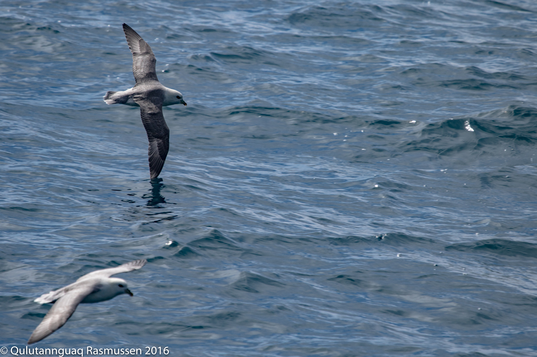 Canon EOS 7D Mark II + Canon EF 100-400mm F4.5-5.6L IS USM sample photo. Feeling alive photography