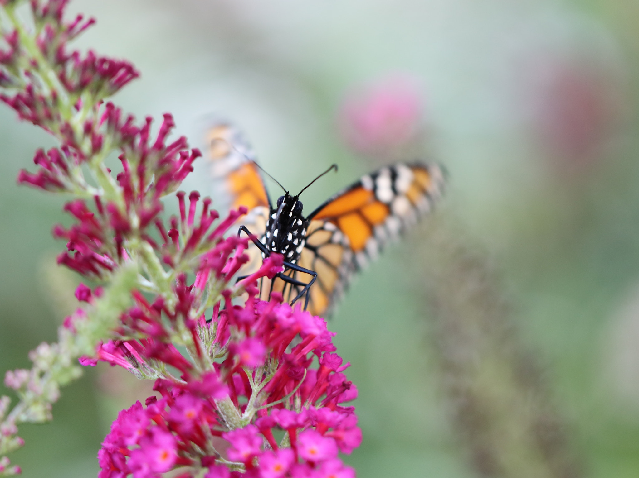 Canon EOS 5DS + Canon EF 100mm F2.8L Macro IS USM sample photo. Shy butterfly photography