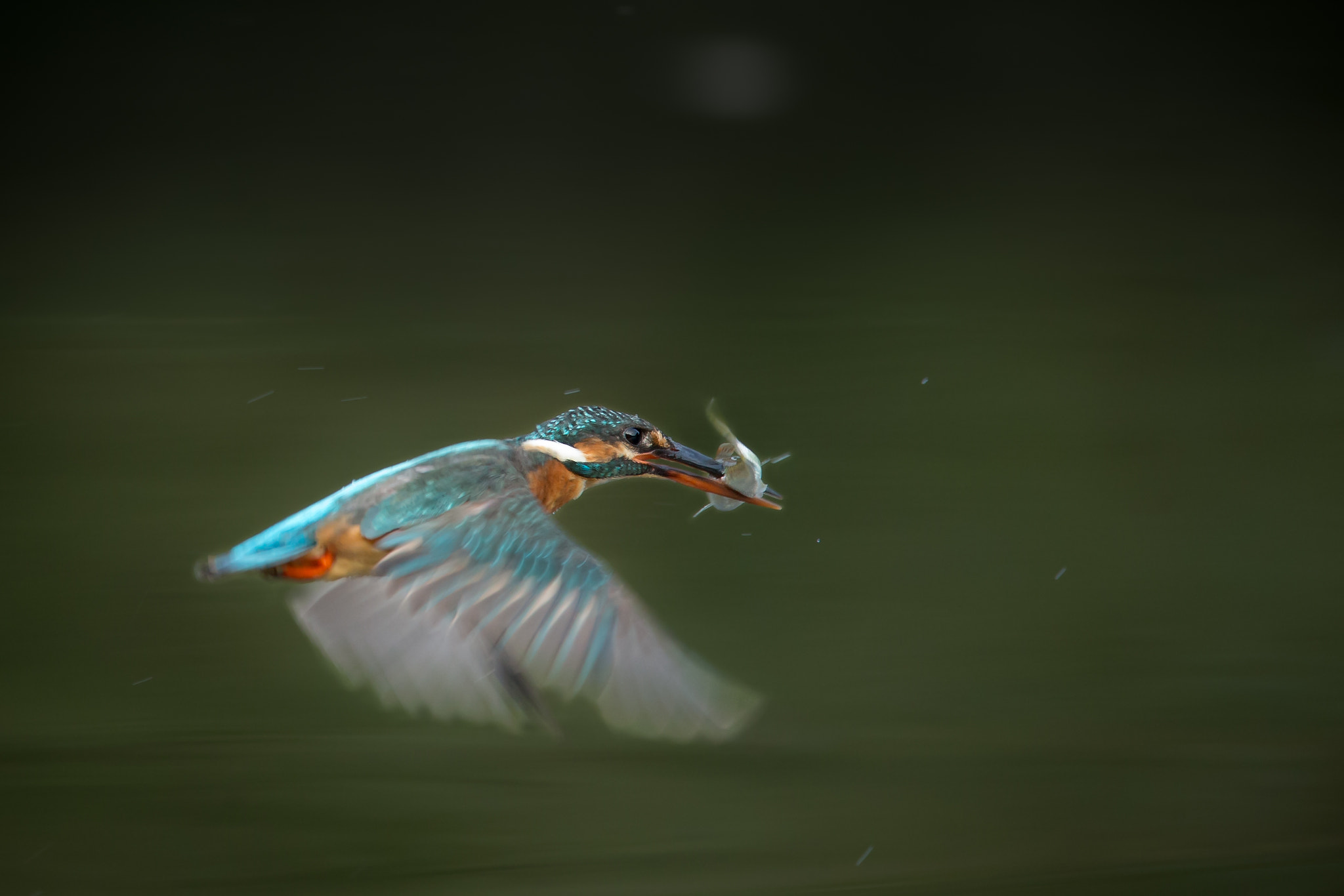 Canon EF 800mm F5.6L IS USM sample photo. スローシャッターのカワセミ photography