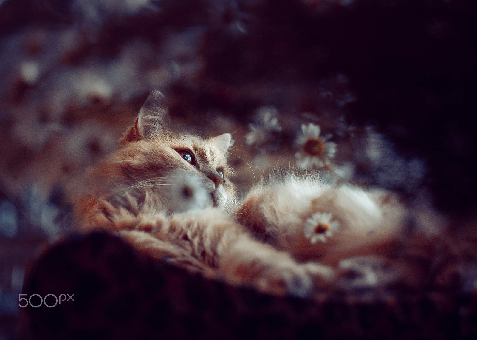 Canon EOS-1Ds Mark II sample photo. Guchi photography