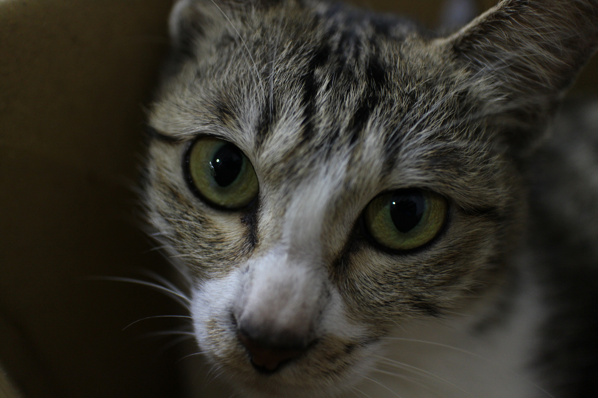 Canon EOS M2 sample photo. My cat  photography