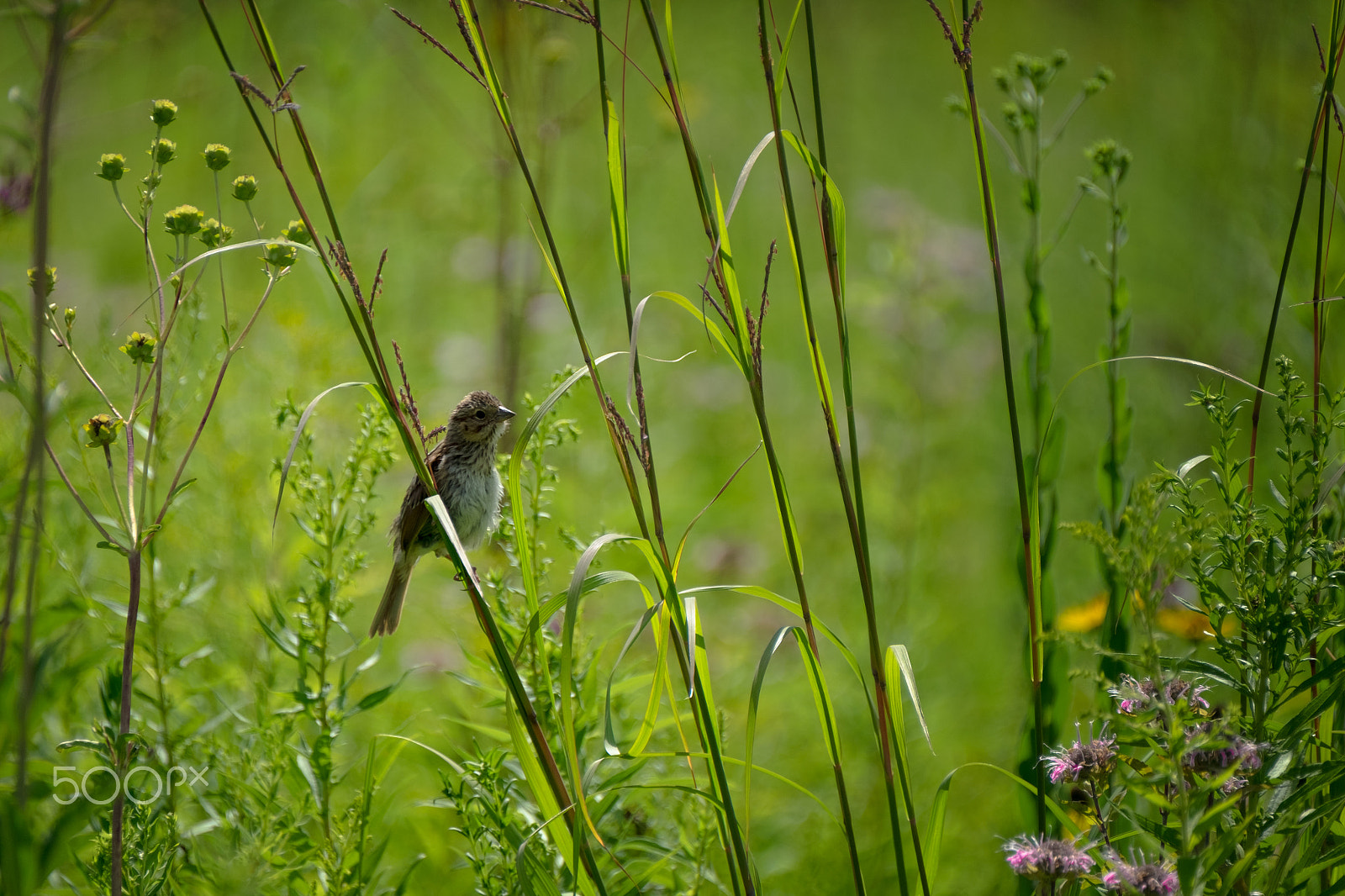 Fujifilm XF 100-400mm F4.5-5.6 R LM OIS WR sample photo. Litte bird photography