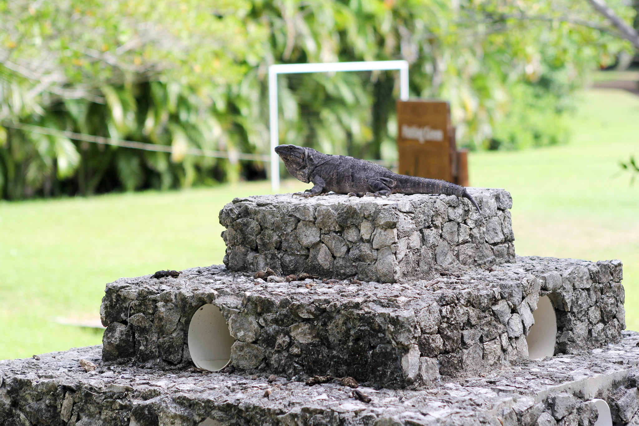 Canon EOS 60D + EF28-70mm f/2.8L USM sample photo. Cozumel iguana photography