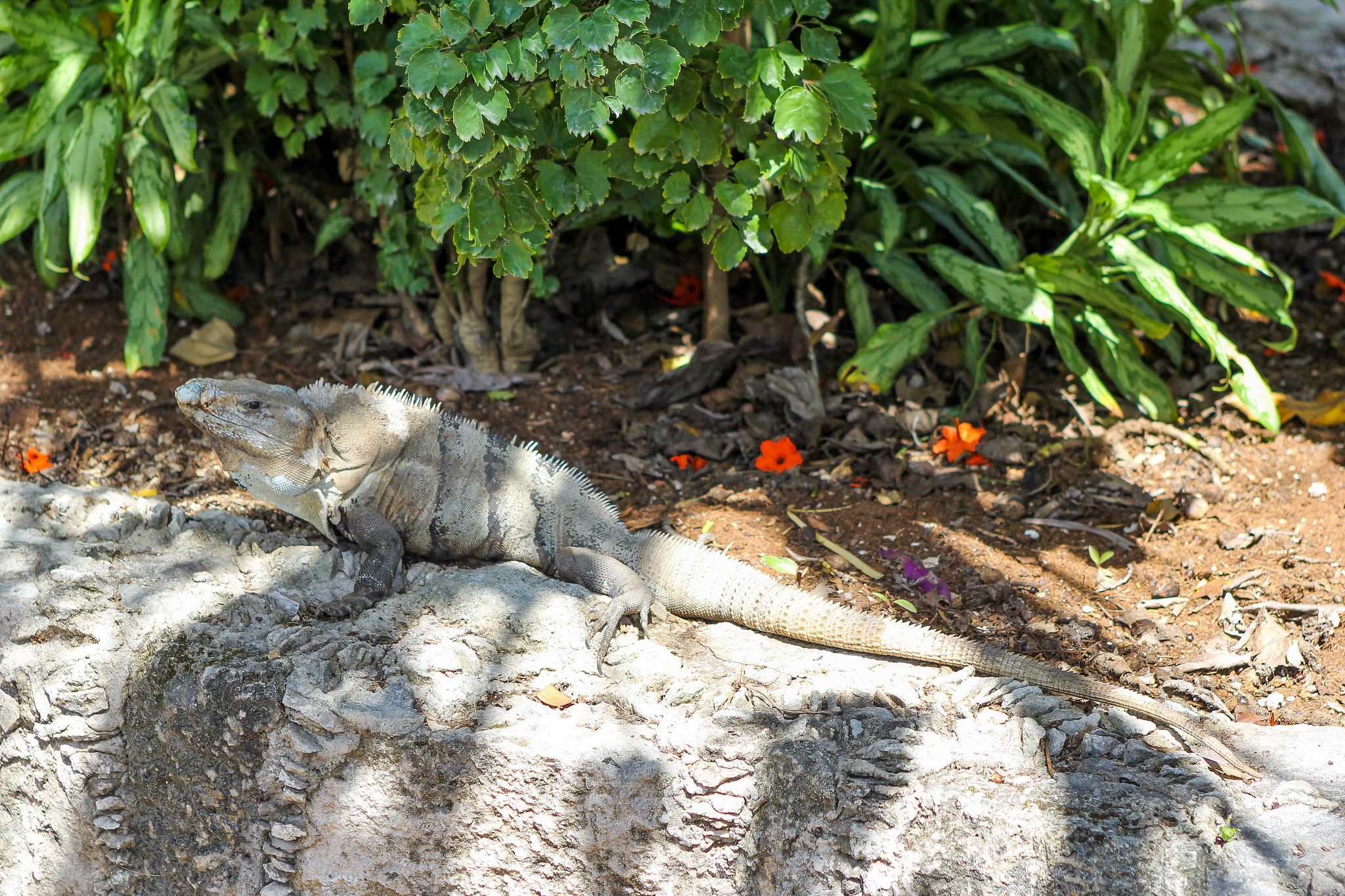 Canon EOS 60D + EF28-70mm f/2.8L USM sample photo. Cozumel reptile photography