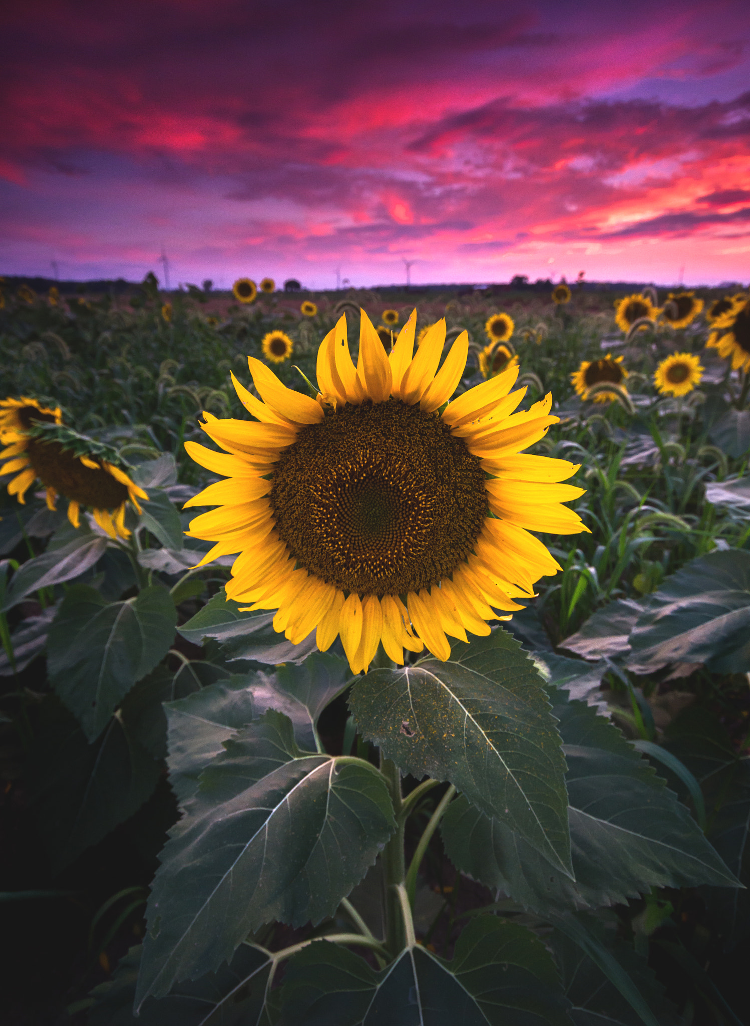 Minolta AF 28-80mm F3.5-5.6 II sample photo. Sunflowers at sunset photography