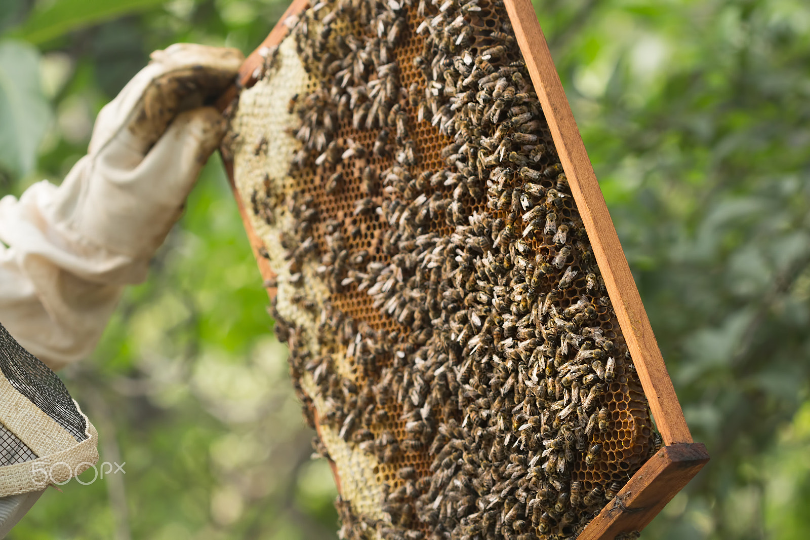 Canon EF 100mm F2.8 Macro USM sample photo. Beekeeper inspects a frame with bees photography