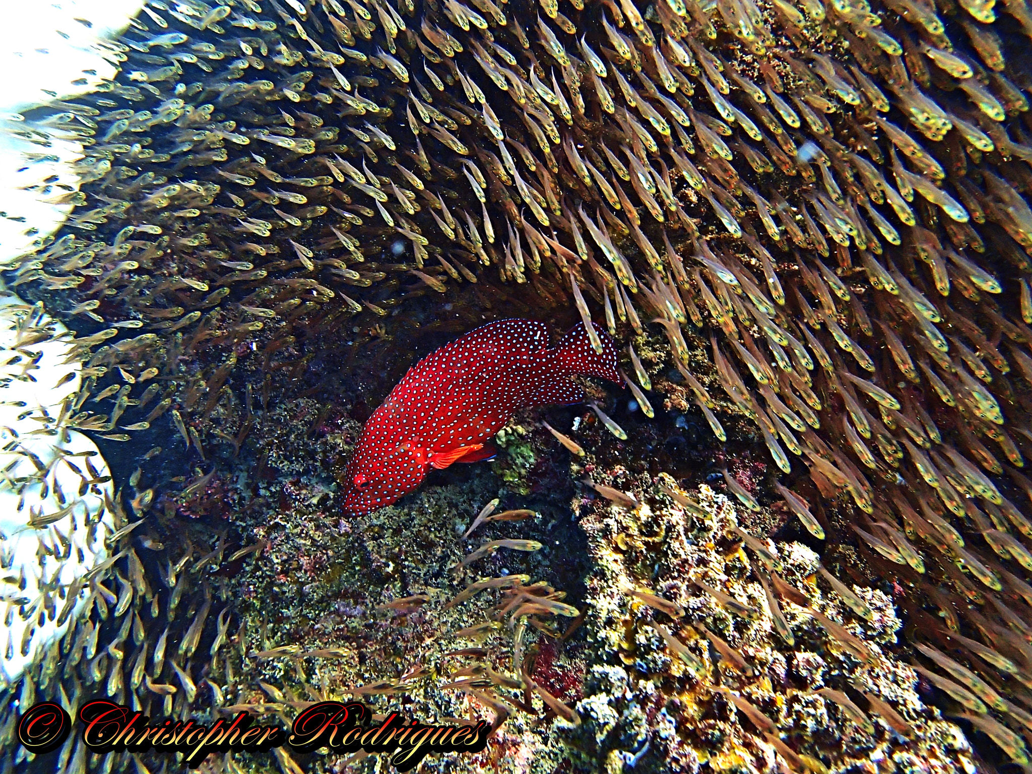 Olympus TG-1 sample photo. Coral grouper uncovered by the school of glassfish photography