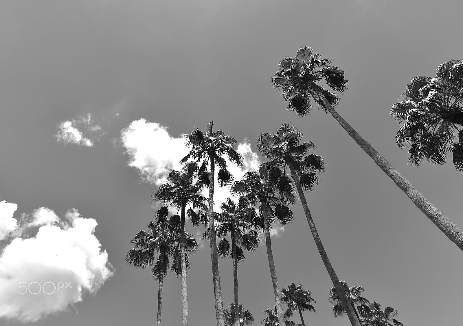 Nikon AF-S Nikkor 20mm F1.8G ED sample photo. Palms photography