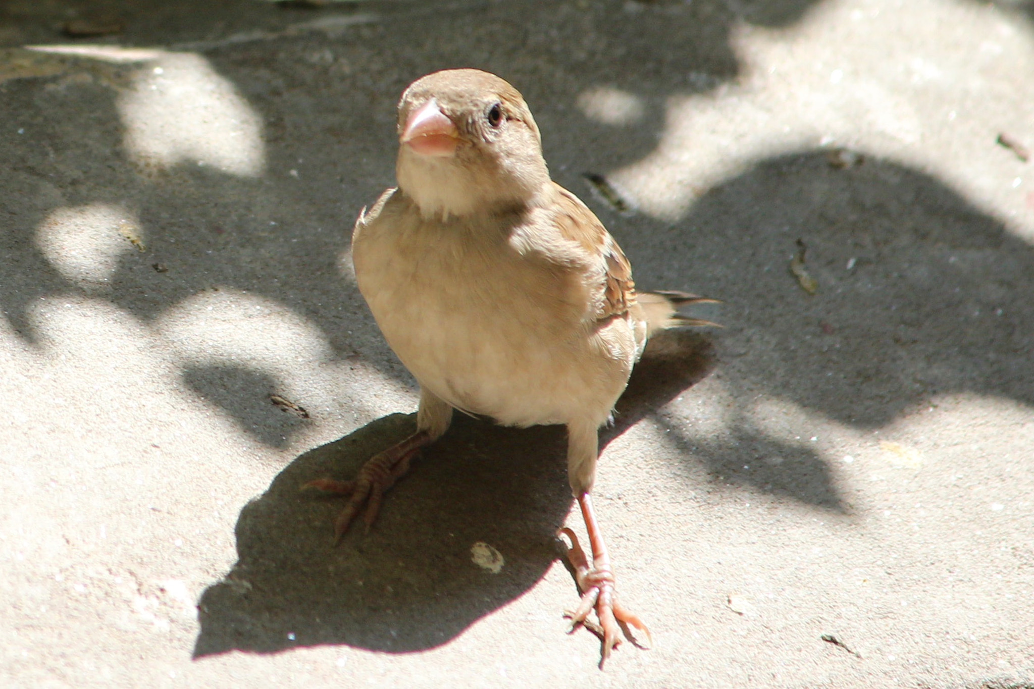 Canon EF-S 55-250mm F4-5.6 IS II sample photo. Inspiring look photography