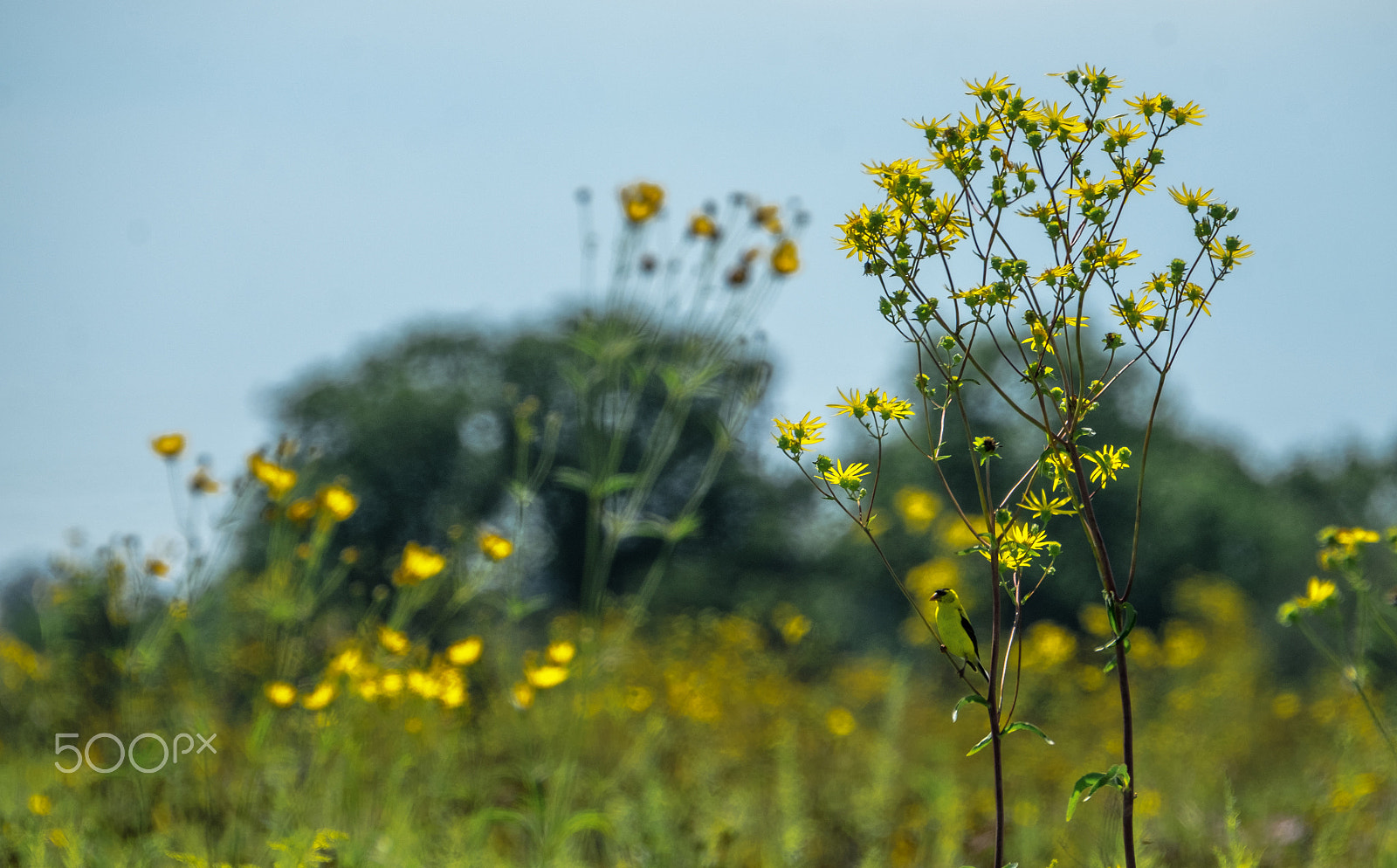 Fujifilm XF 100-400mm F4.5-5.6 R LM OIS WR sample photo. Gold photography