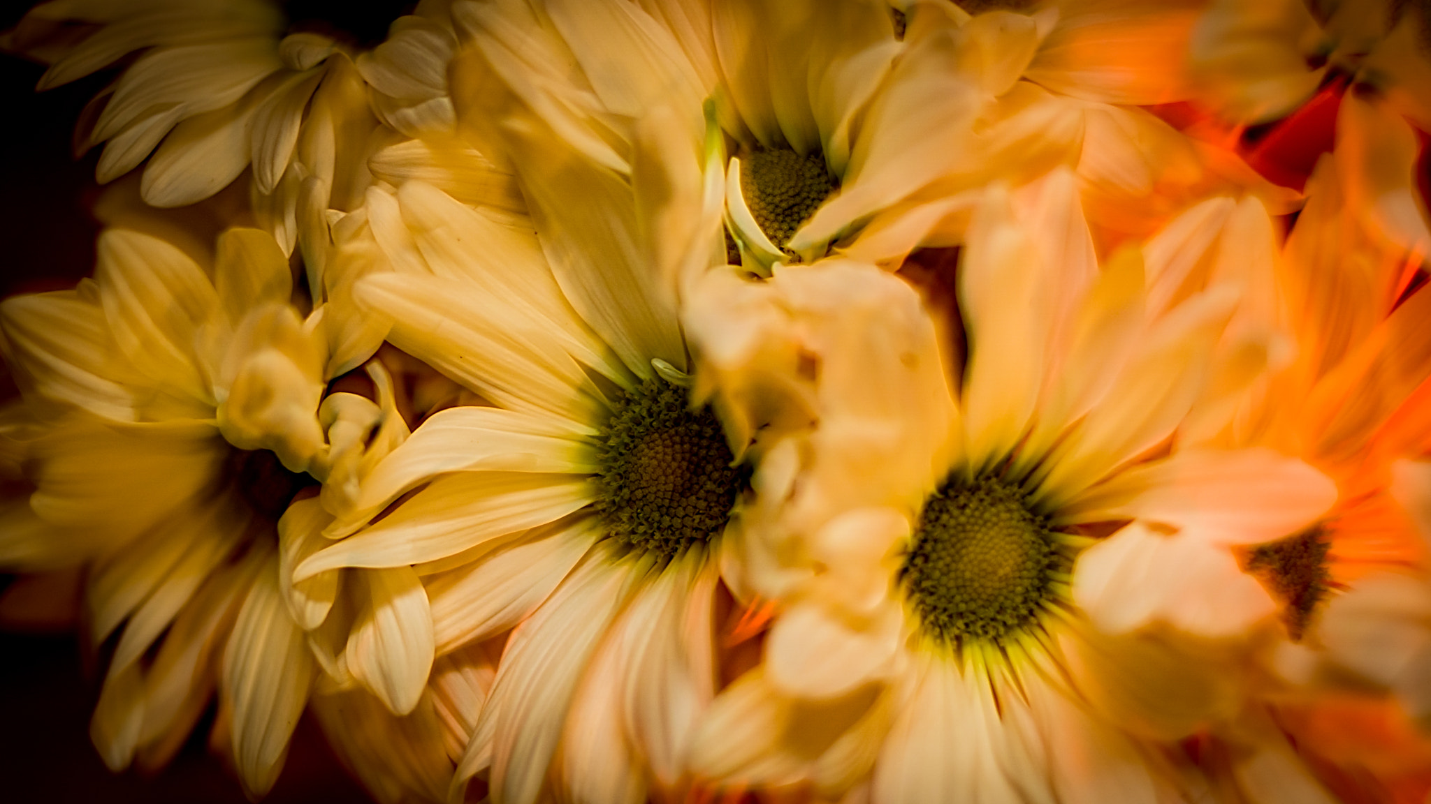 Sony DT 50mm F1.8 SAM sample photo. Colorful white flowers photography