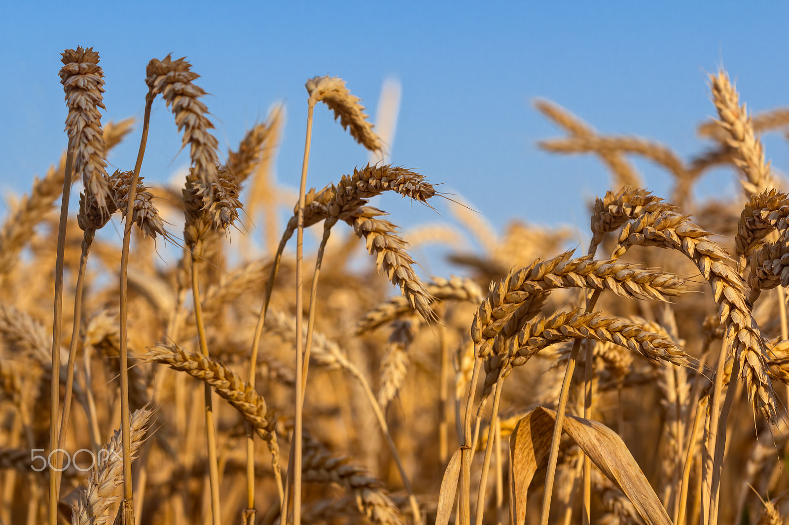 Canon EF 100mm F2.8 Macro USM sample photo. Ears of ripe wheat against blue sky photography