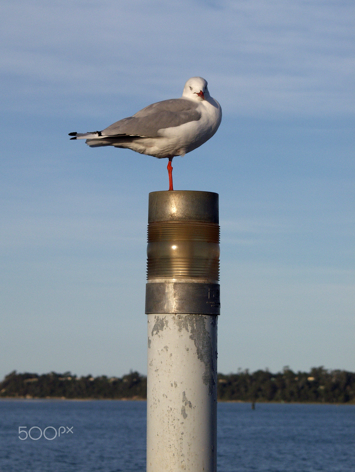 Olympus E-10 sample photo. Sunning seagull photography