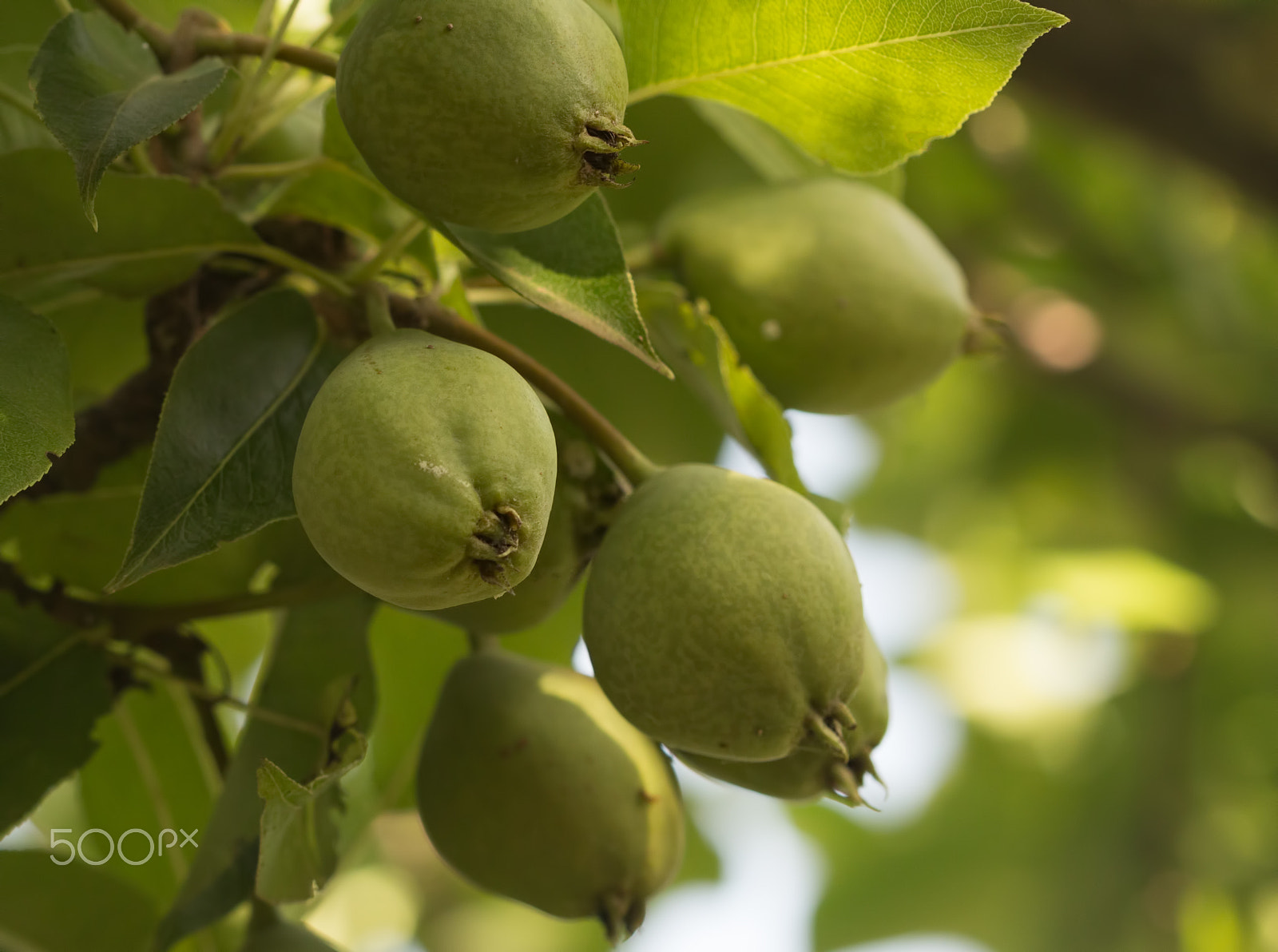 Canon EF 100mm F2.8 Macro USM sample photo. Green pears and leaves on a tree photography