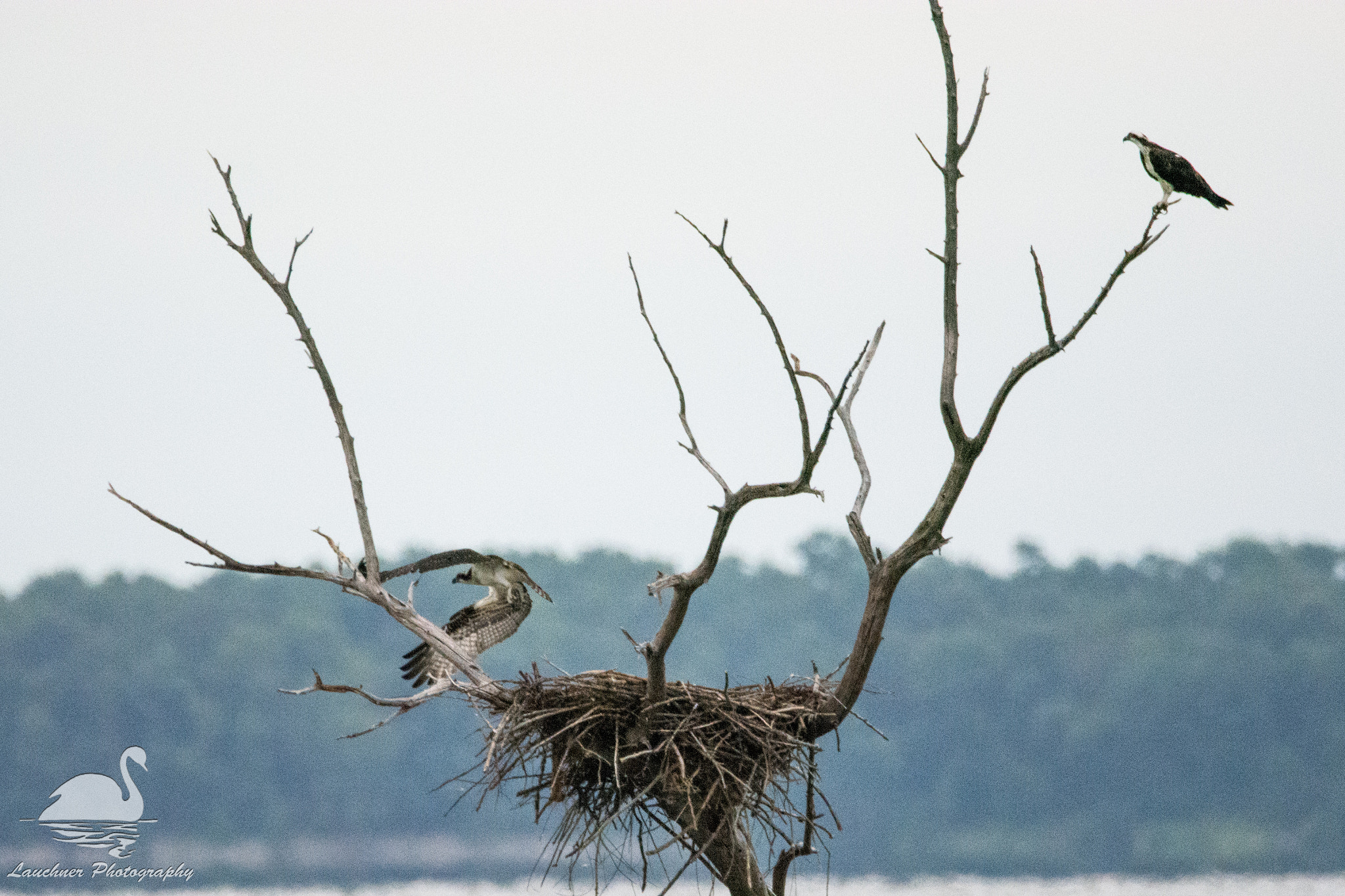 Sigma 150-600mm F5-6.3 DG OS HSM | C sample photo. Osprey nest photography